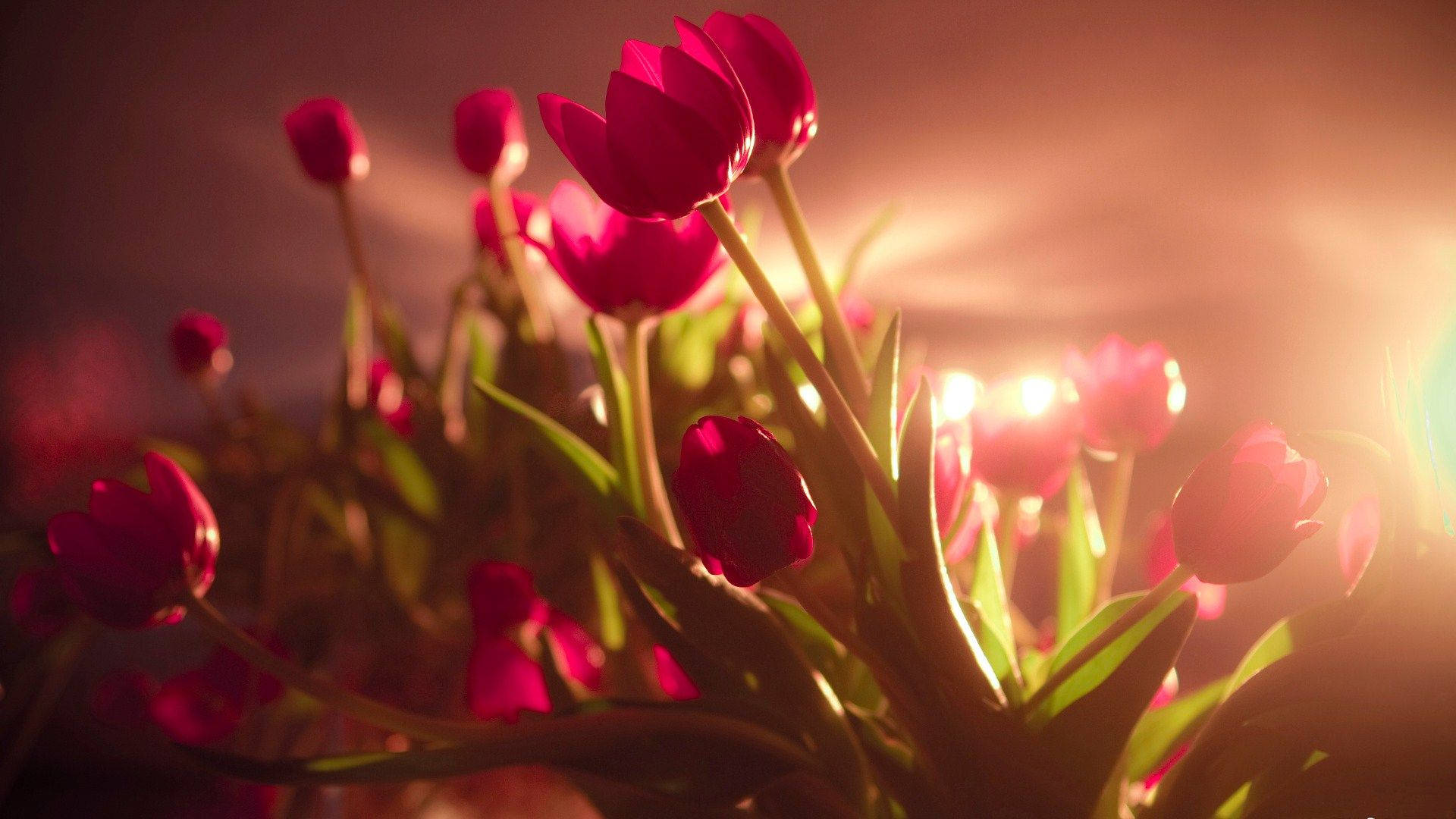 Garden Tulip Flower, red tulips, soft golden sunset, Full HD Desktop Wallpaper