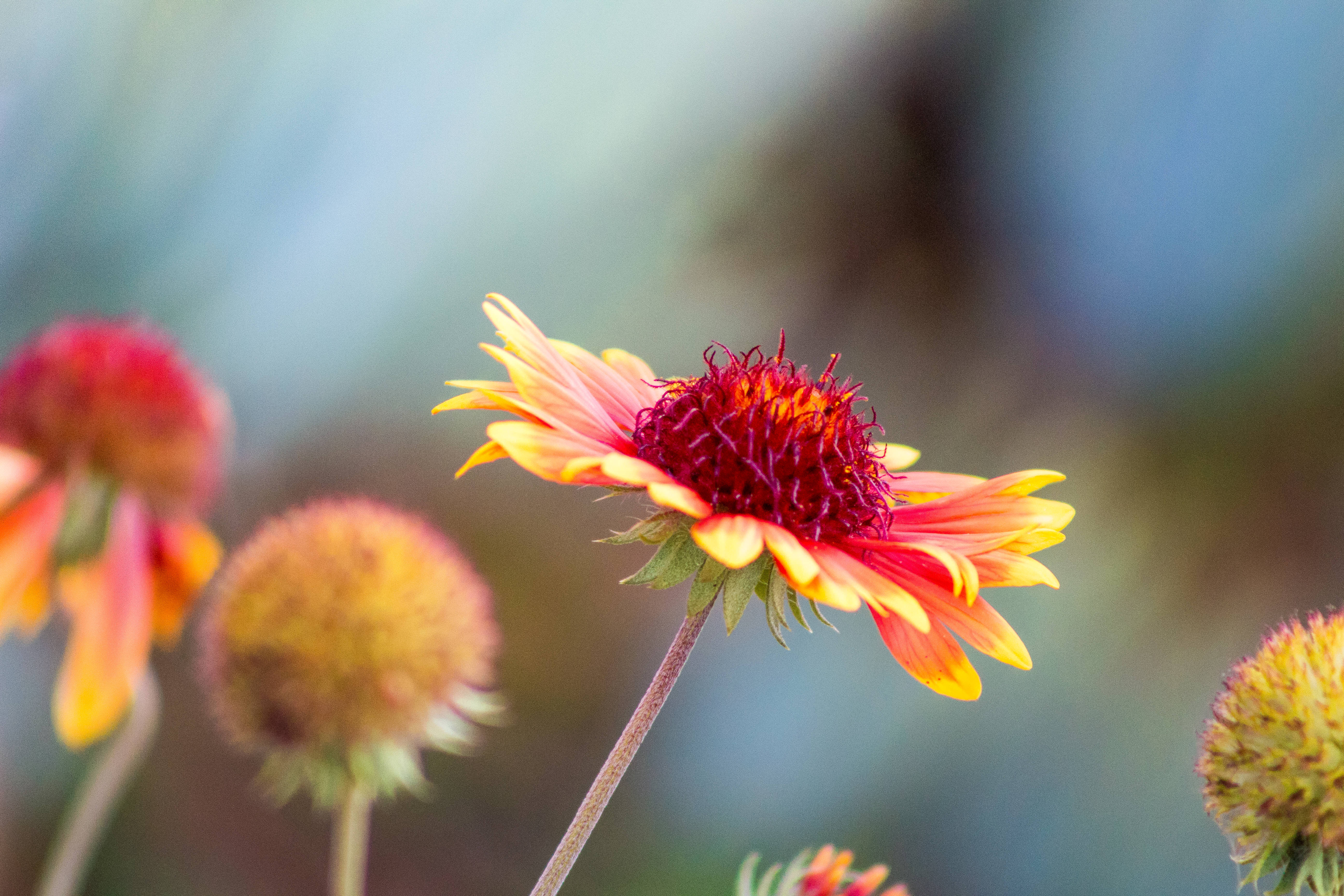 red yellow aesthetic flower, vibrant orange and yellow flower, deep red center, 5K Desktop Wallpaper