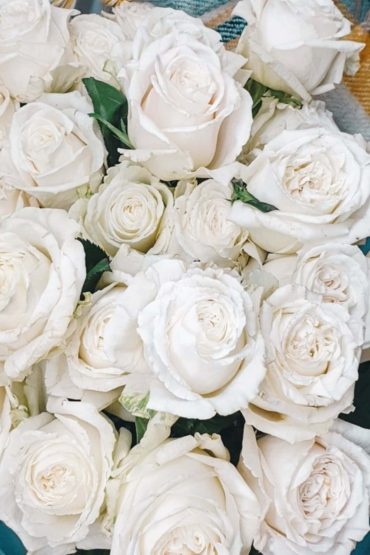 white rose, lush white roses, delicate petals, HD Phone Wallpaper