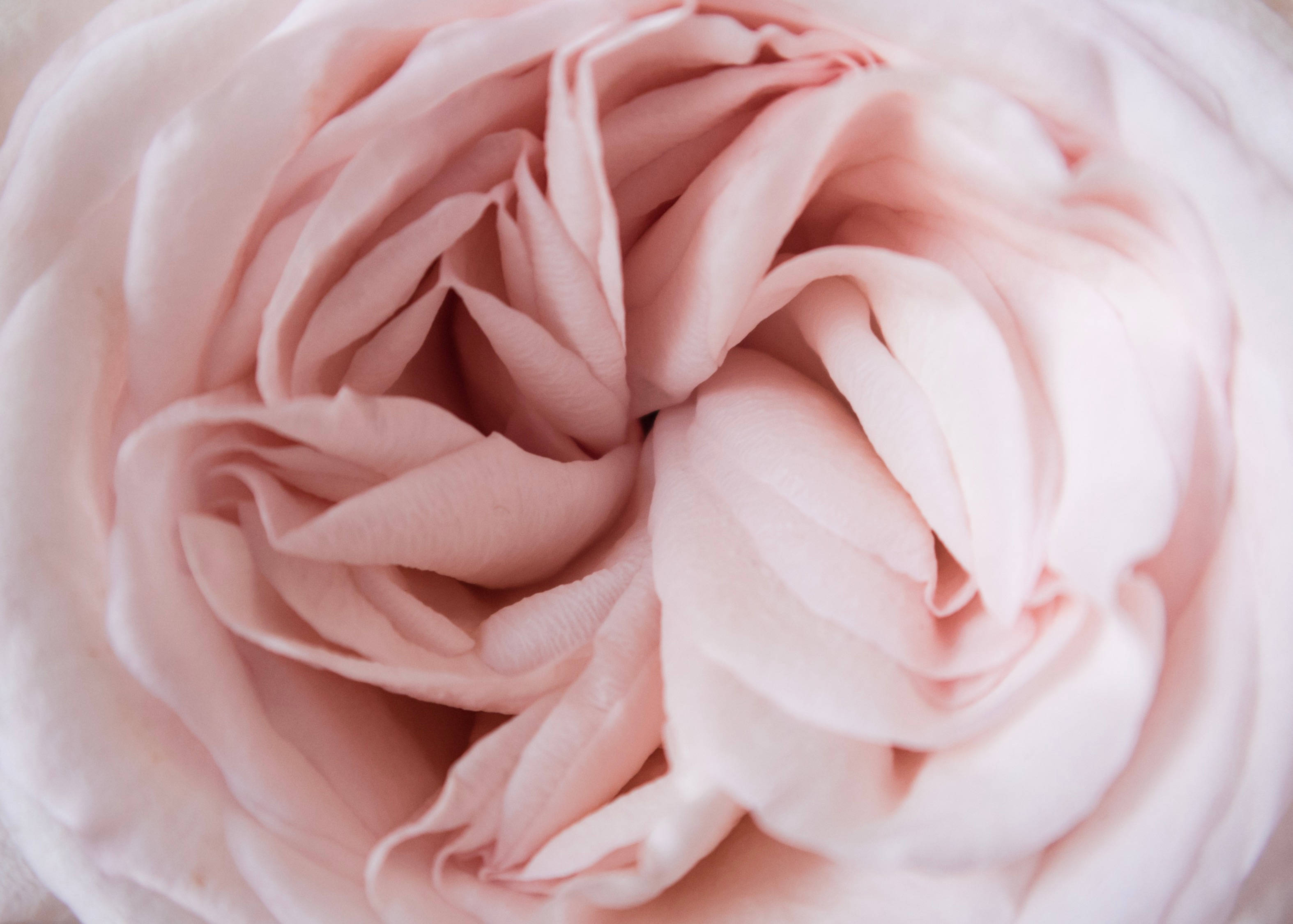 light pink, soft pink rose, delicate layered petals, 2K Desktop Wallpaper