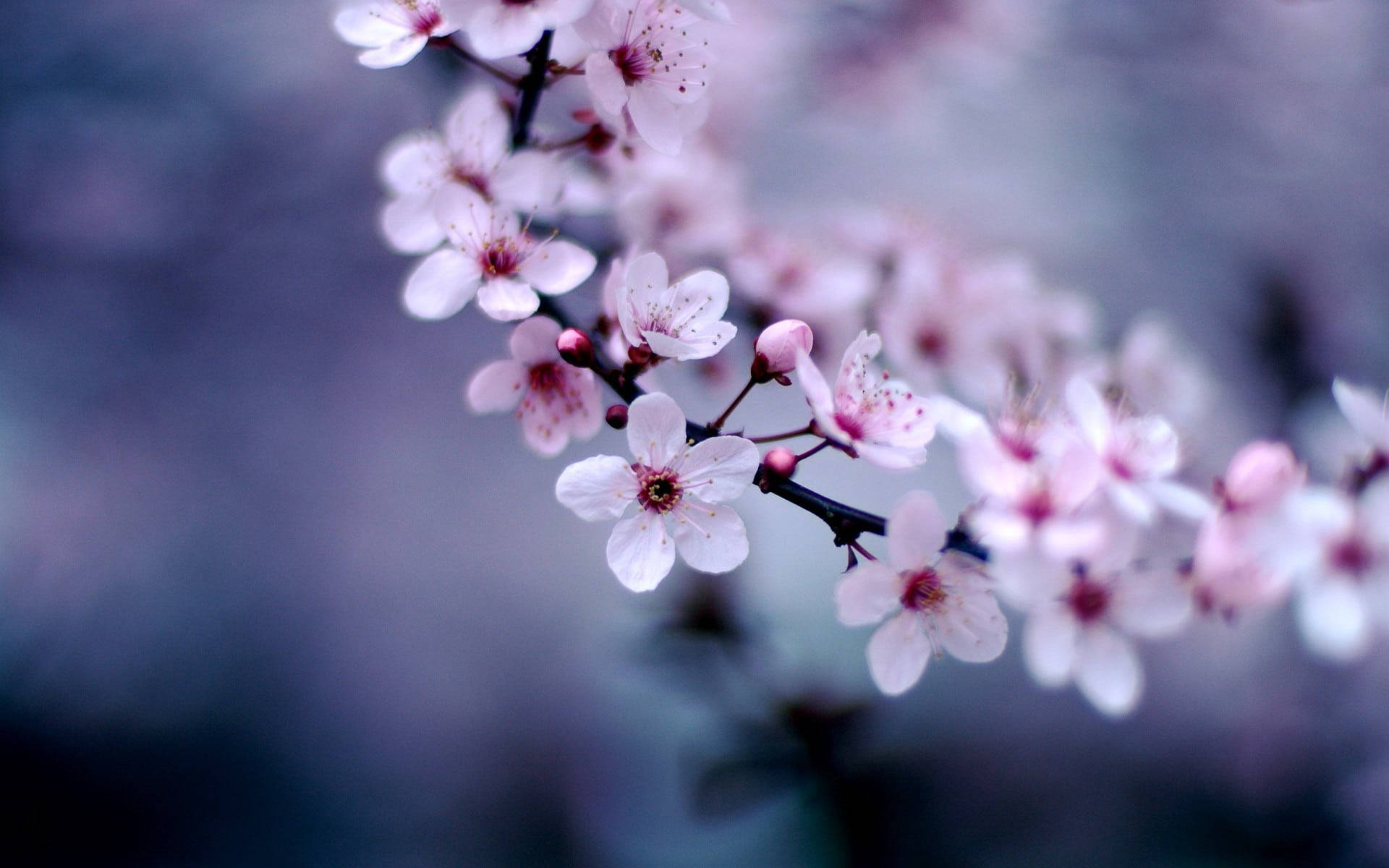pink cherry blossom flowers, branch, dreamy blurred blue background, Full HD Desktop Wallpaper
