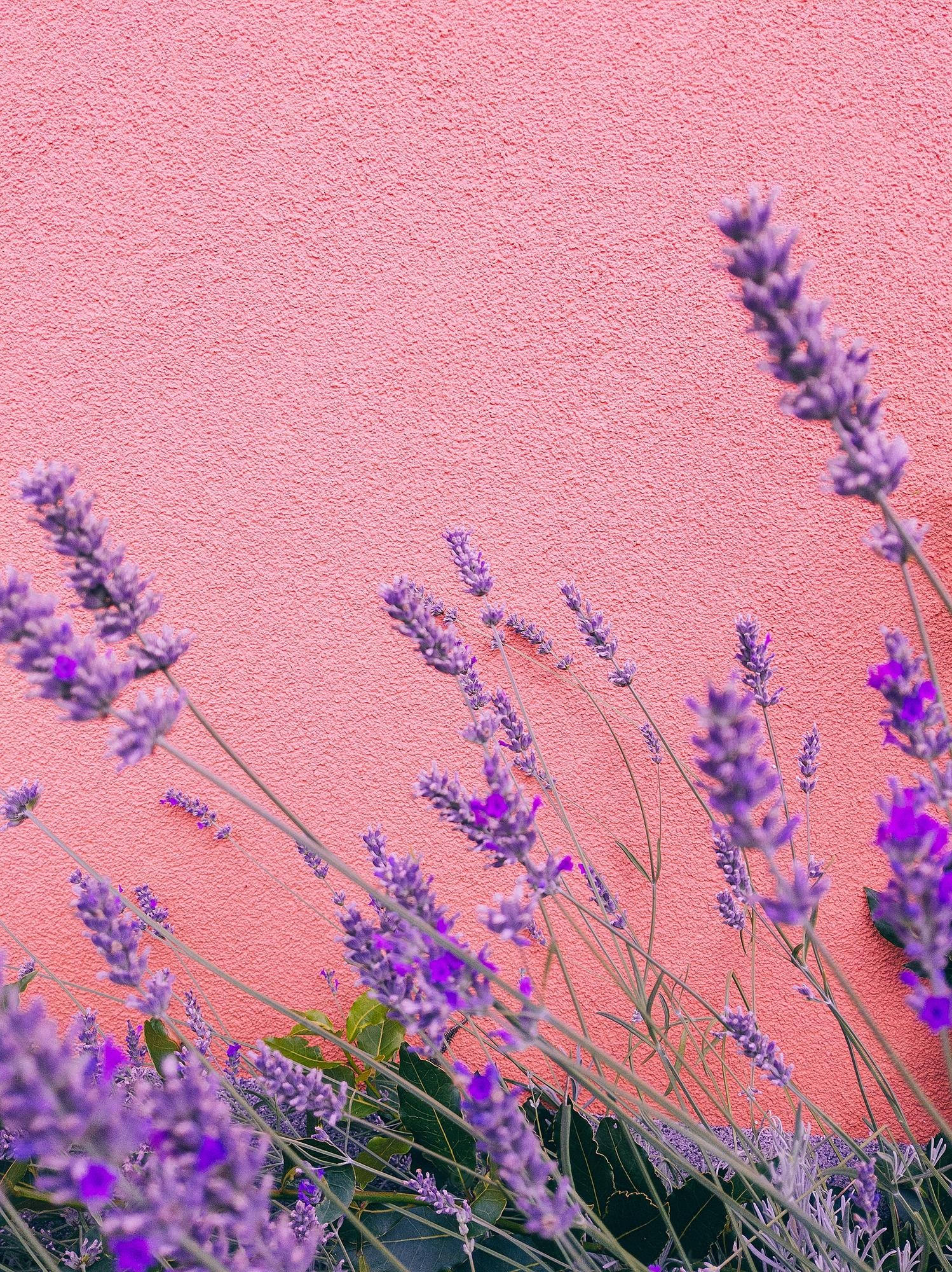 aesthetic purple flower, purple lavender blooms, textured coral pink wall, Full HD Phone Wallpaper