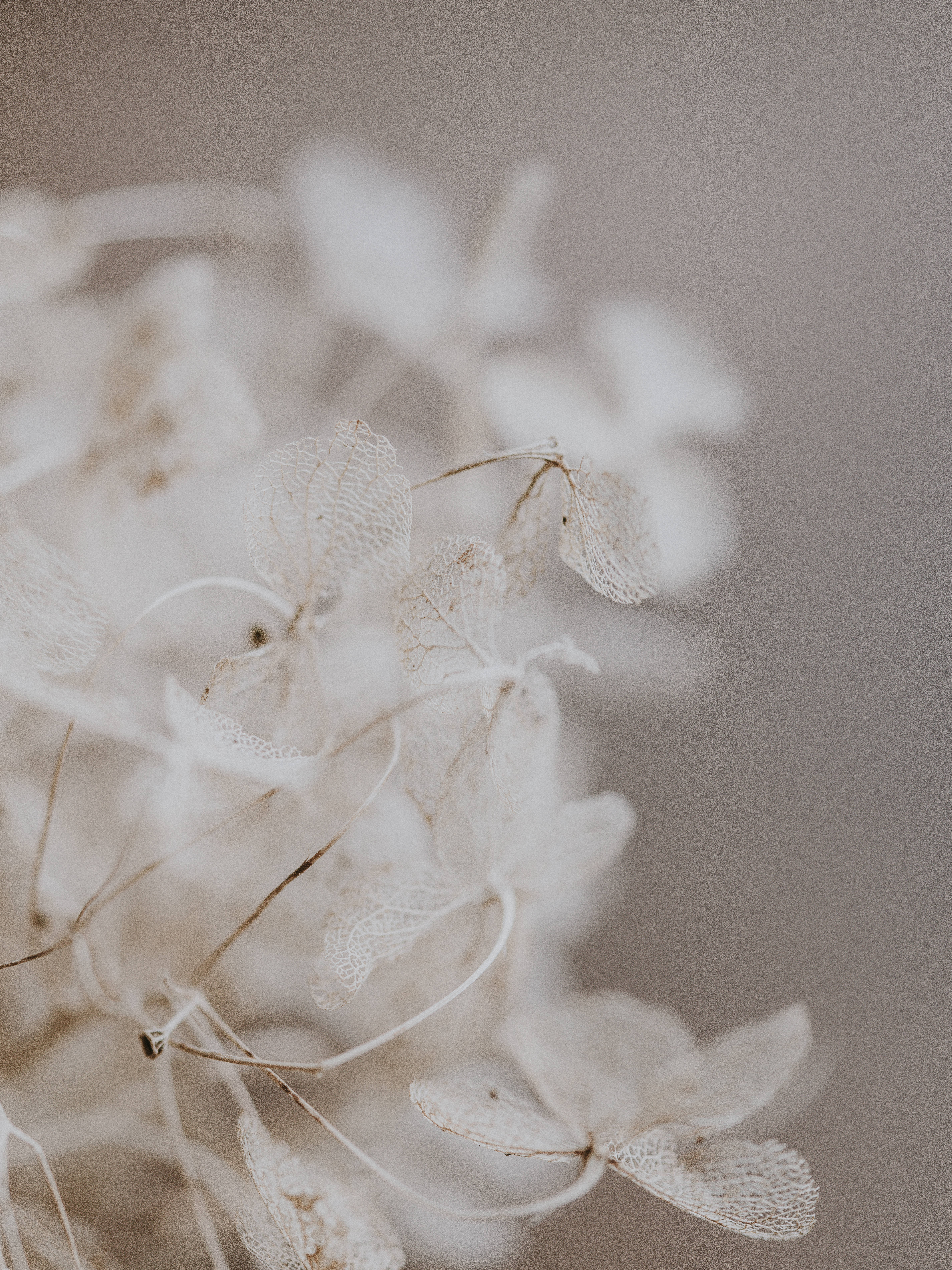 aesthetic flowers, dried hydrangea petals, intricate vein patterns, 5K Phone Wallpaper
