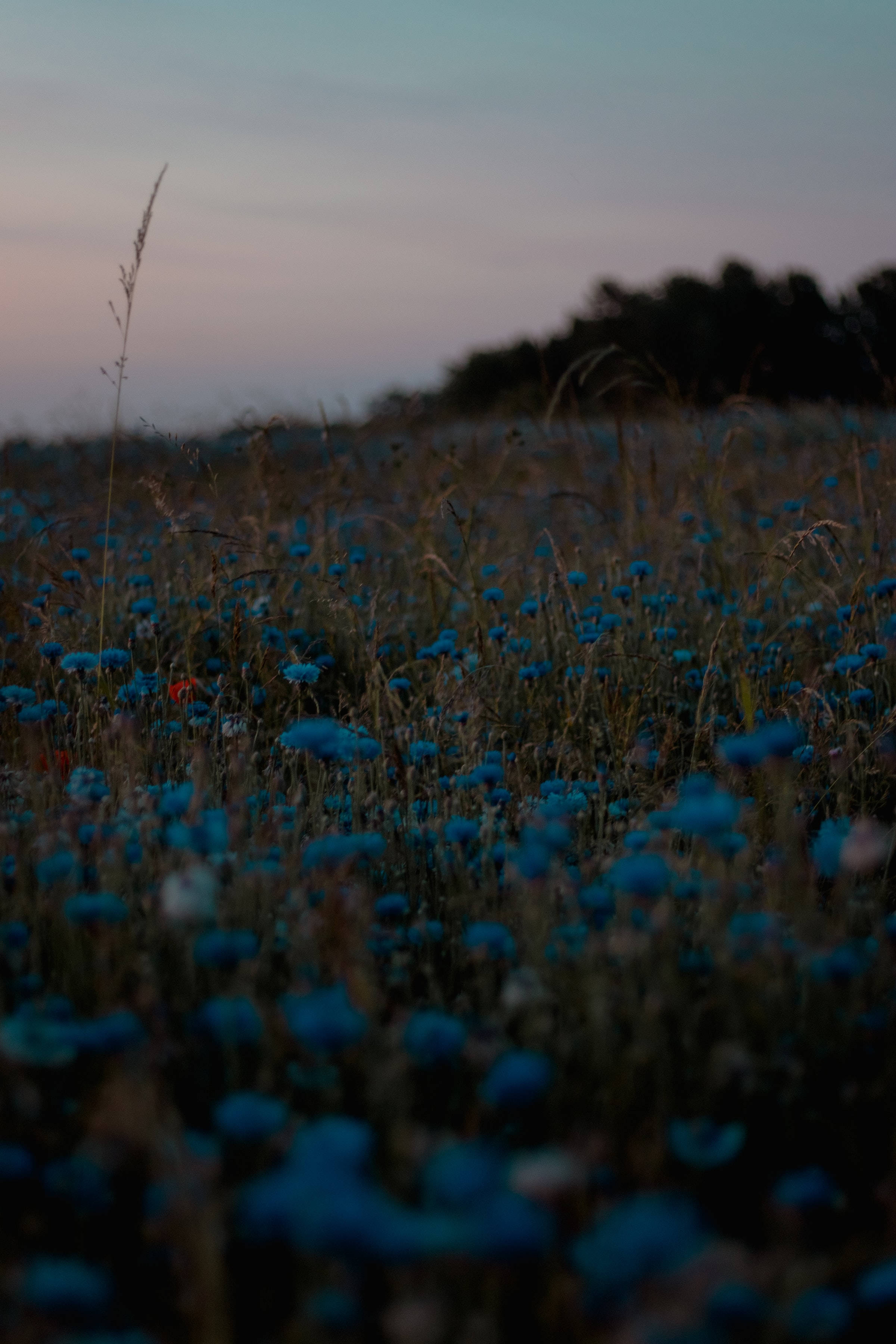 dark cute blue aesthetic flower garden, vivid blue cornflowers, dusk, 2K Phone Wallpaper