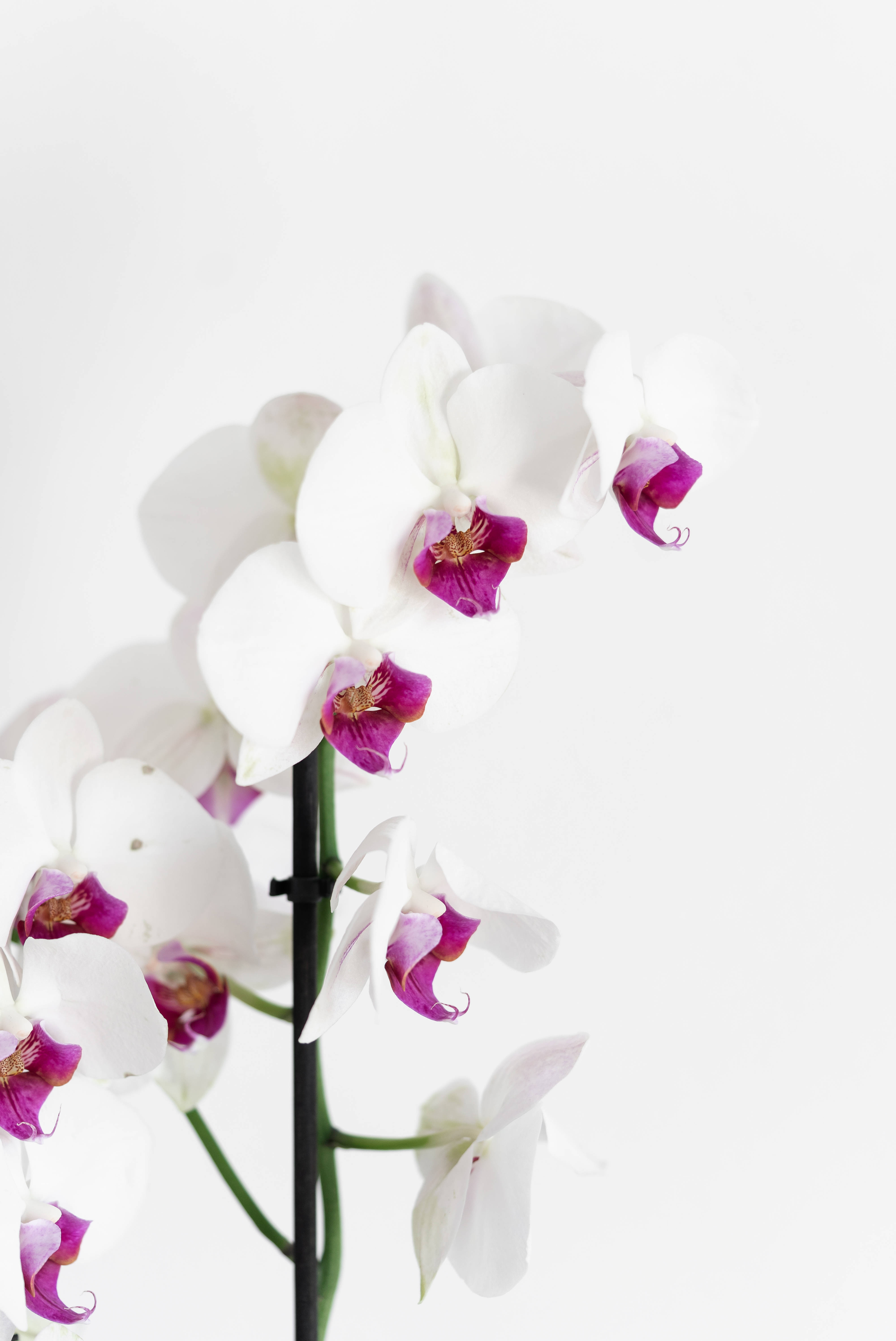 purple white orchid, white orchid, vibrant magenta centers, 5K Phone Wallpaper