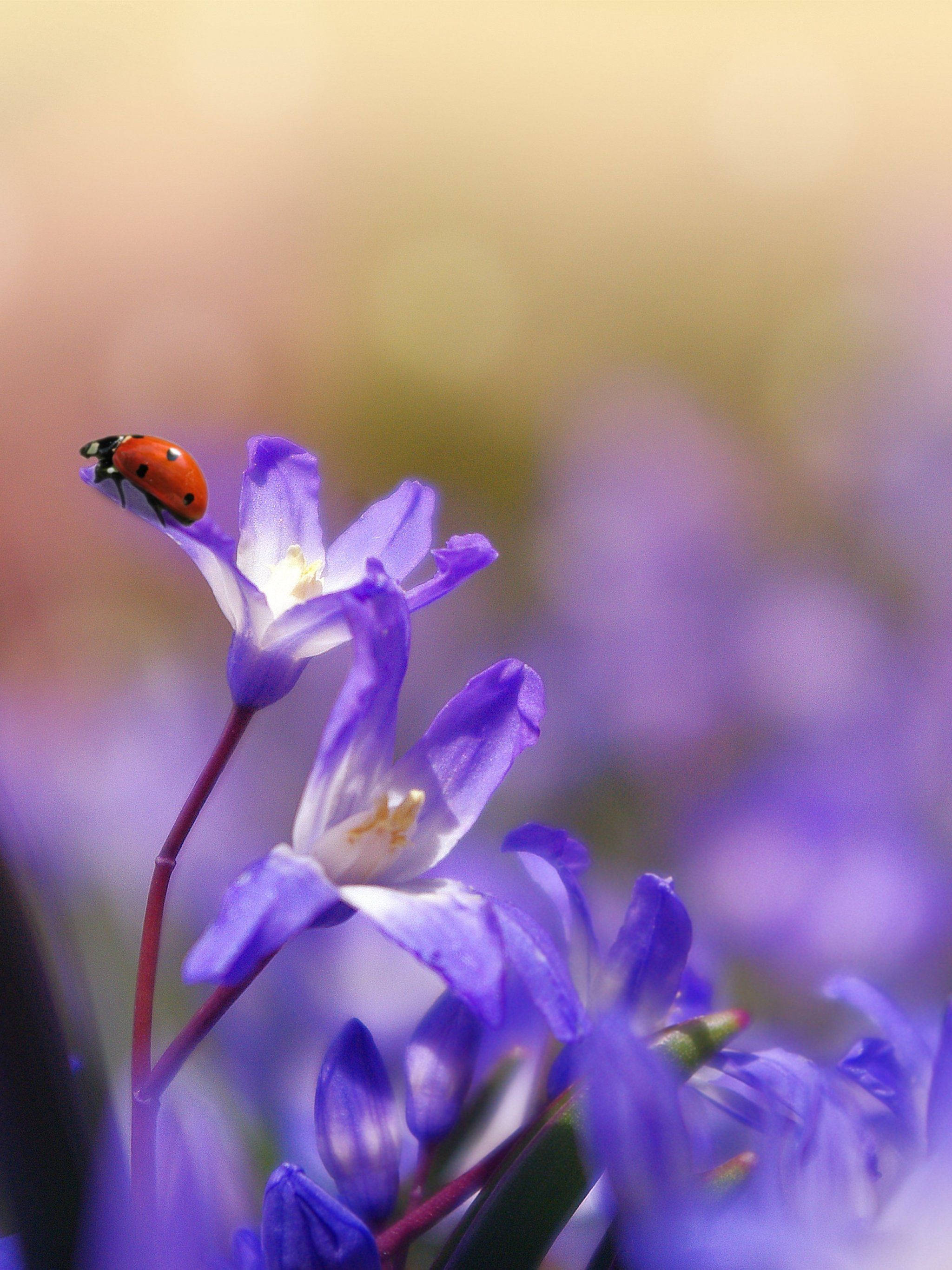 ladybug, saffron crocus, purple flower, 2K Phone Wallpaper