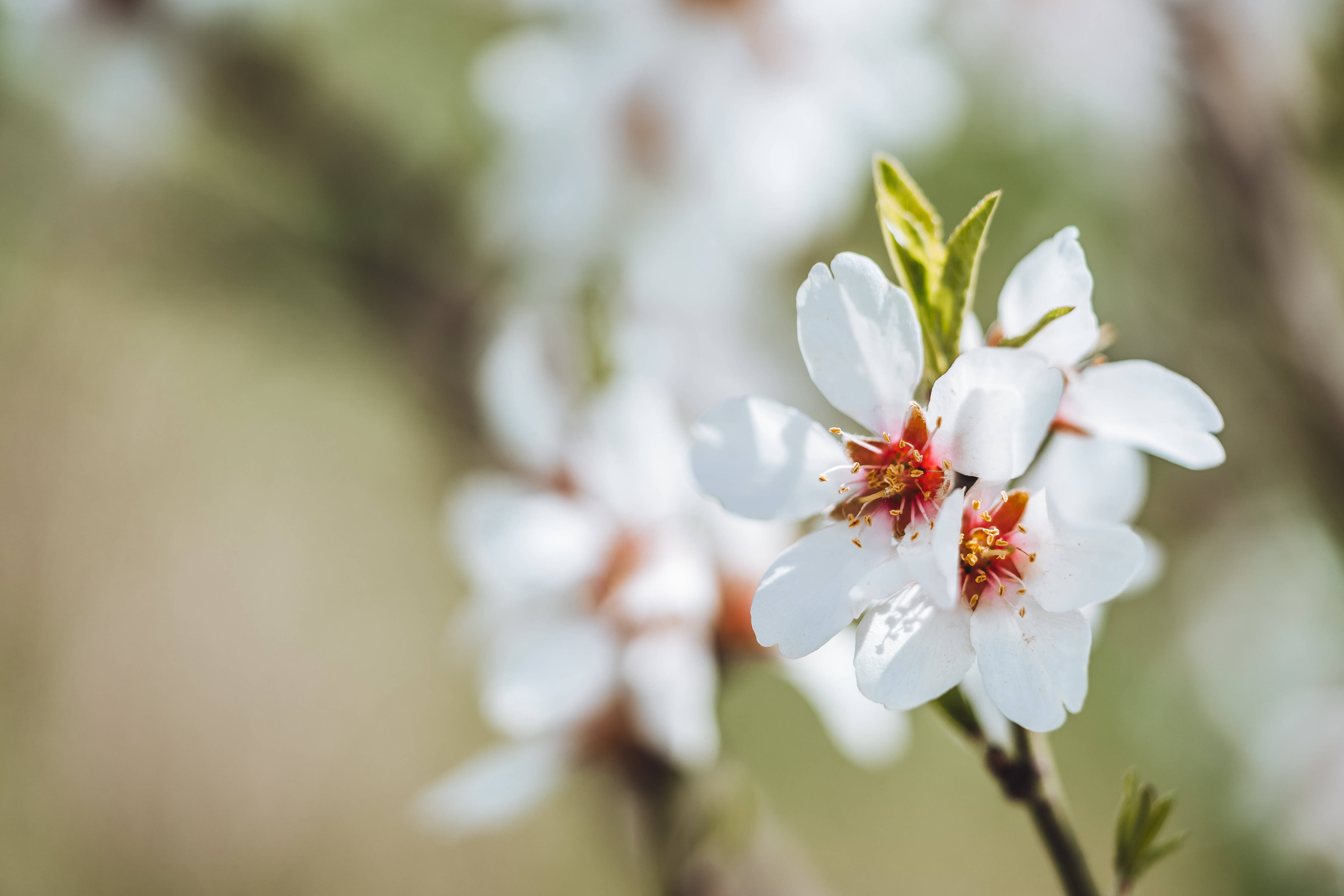 aesthetic flower, almond blossoms, white almond blossoms, 5K Desktop Wallpaper