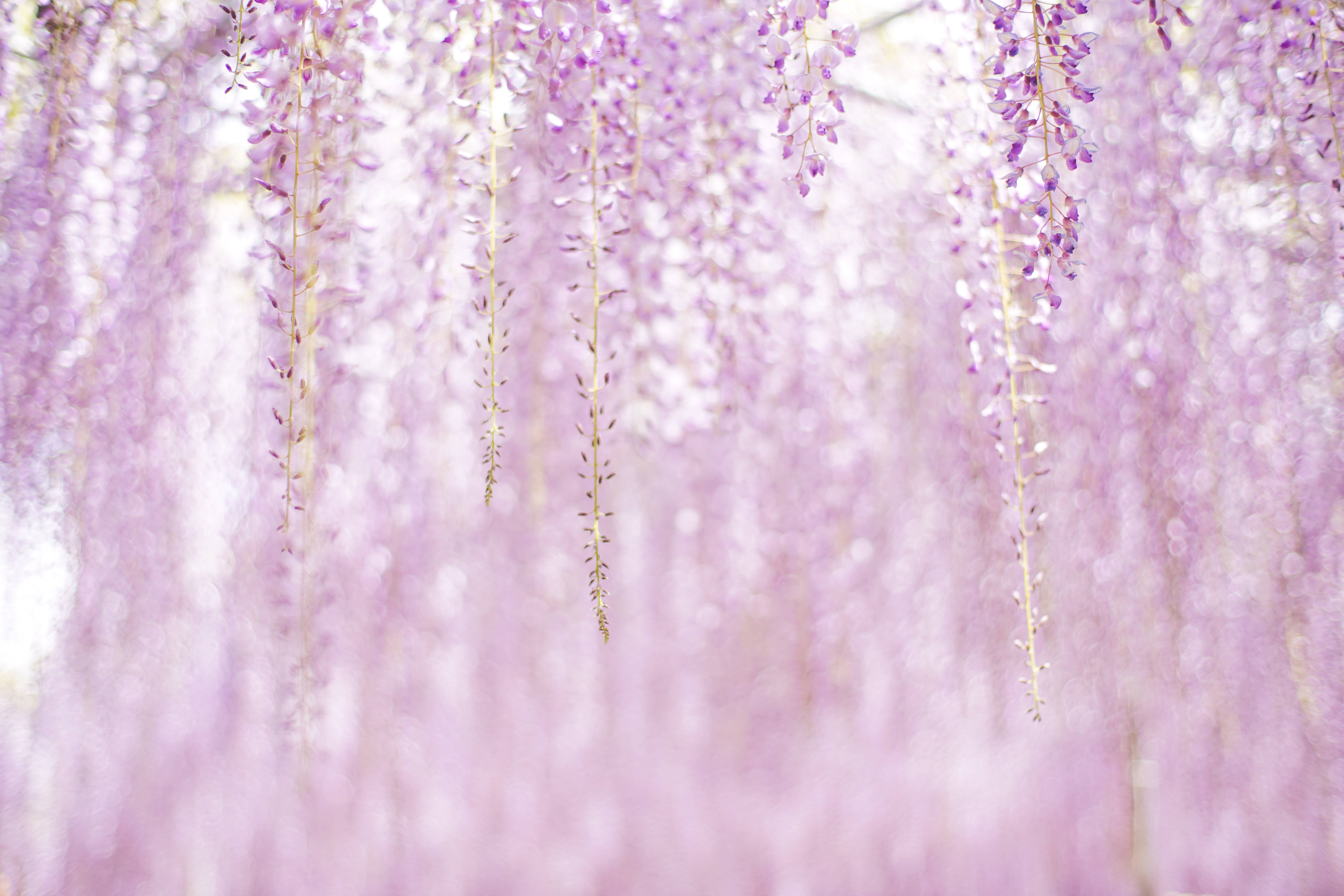 lavender wisteria, soft lavender, cascading blossoms, 5K Desktop Wallpaper