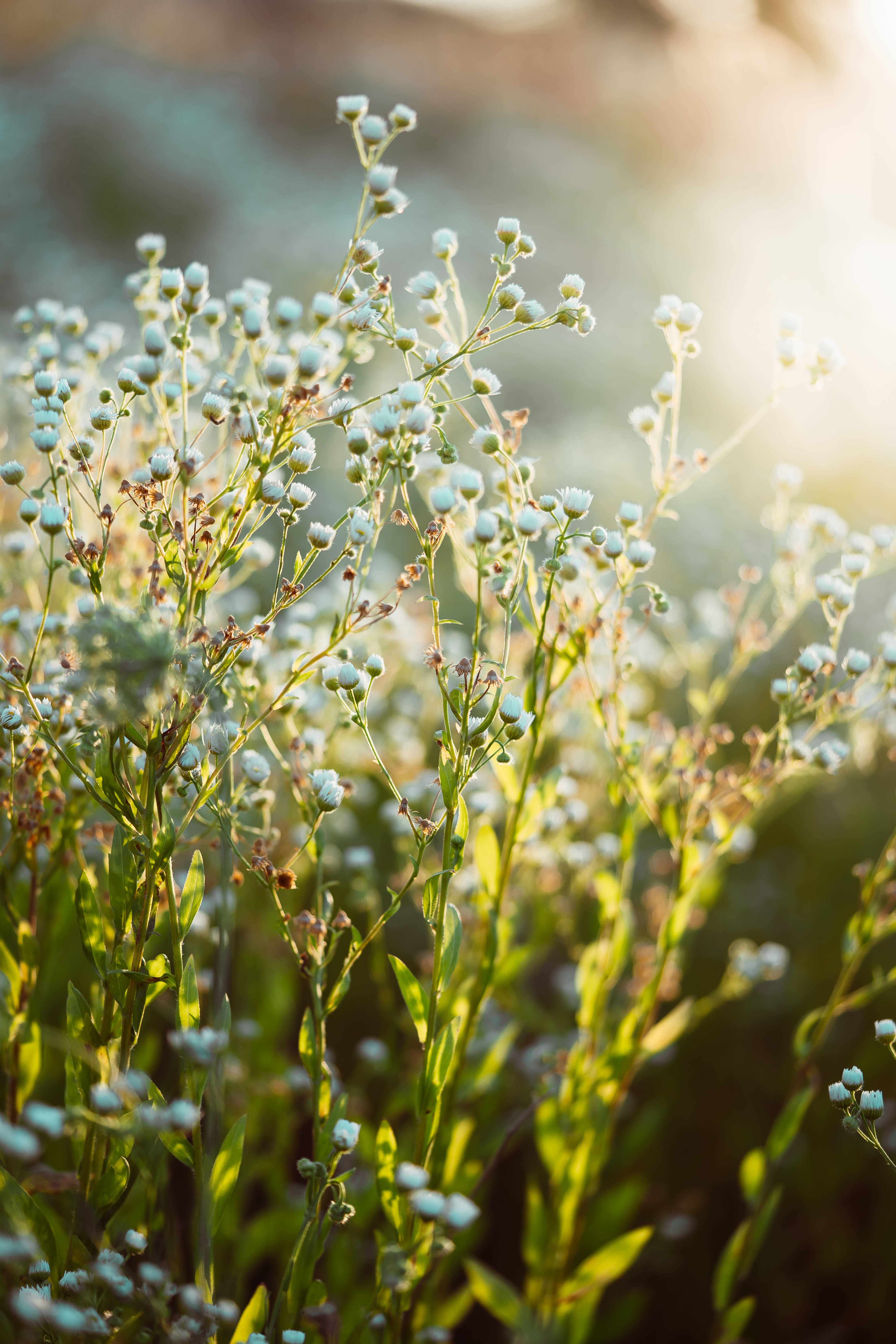 chamomile, white flower buds, slender green stems, 5K Phone Wallpaper