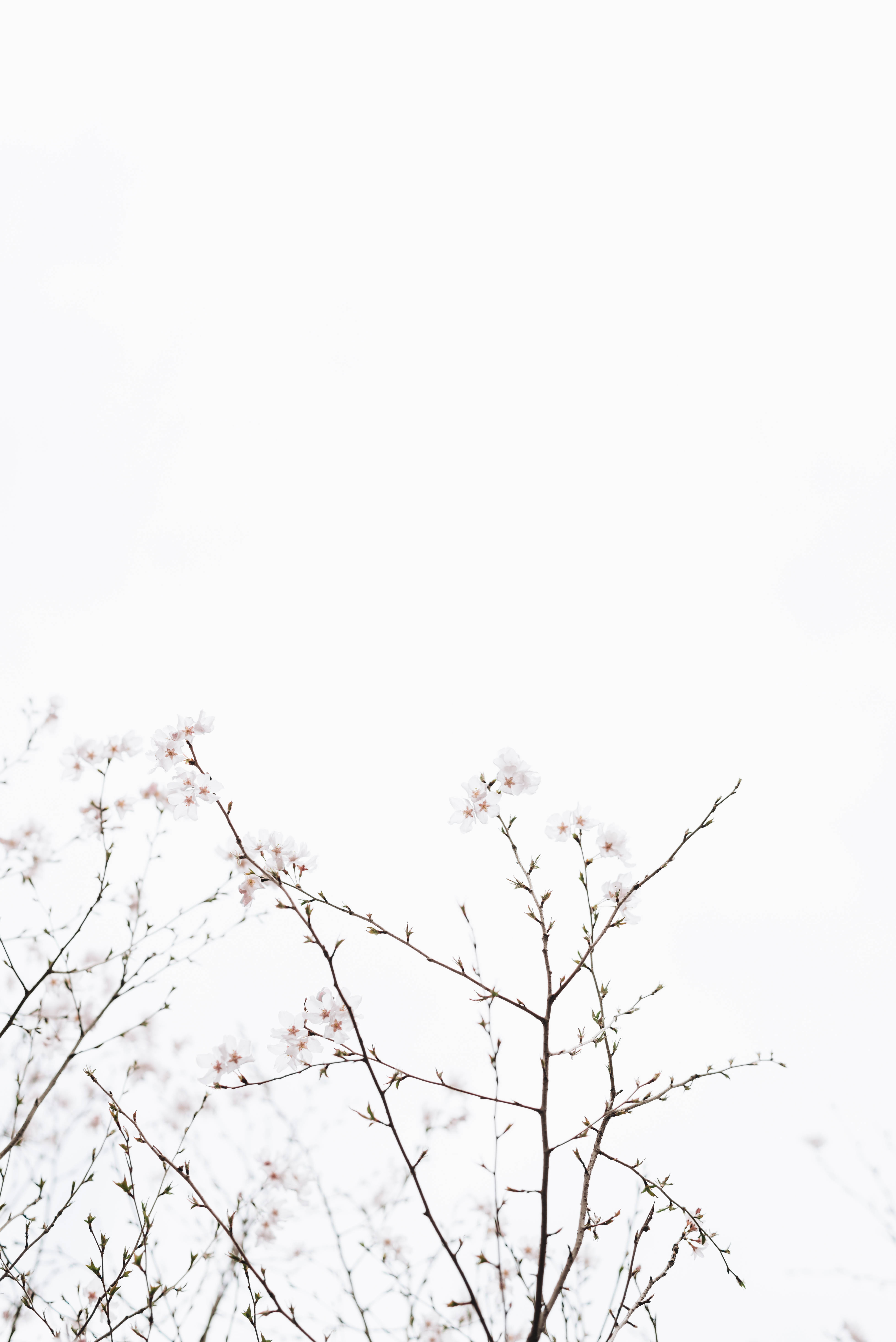 cherry blossoms, soft pink flowers, bright white sky, 5K Phone Wallpaper