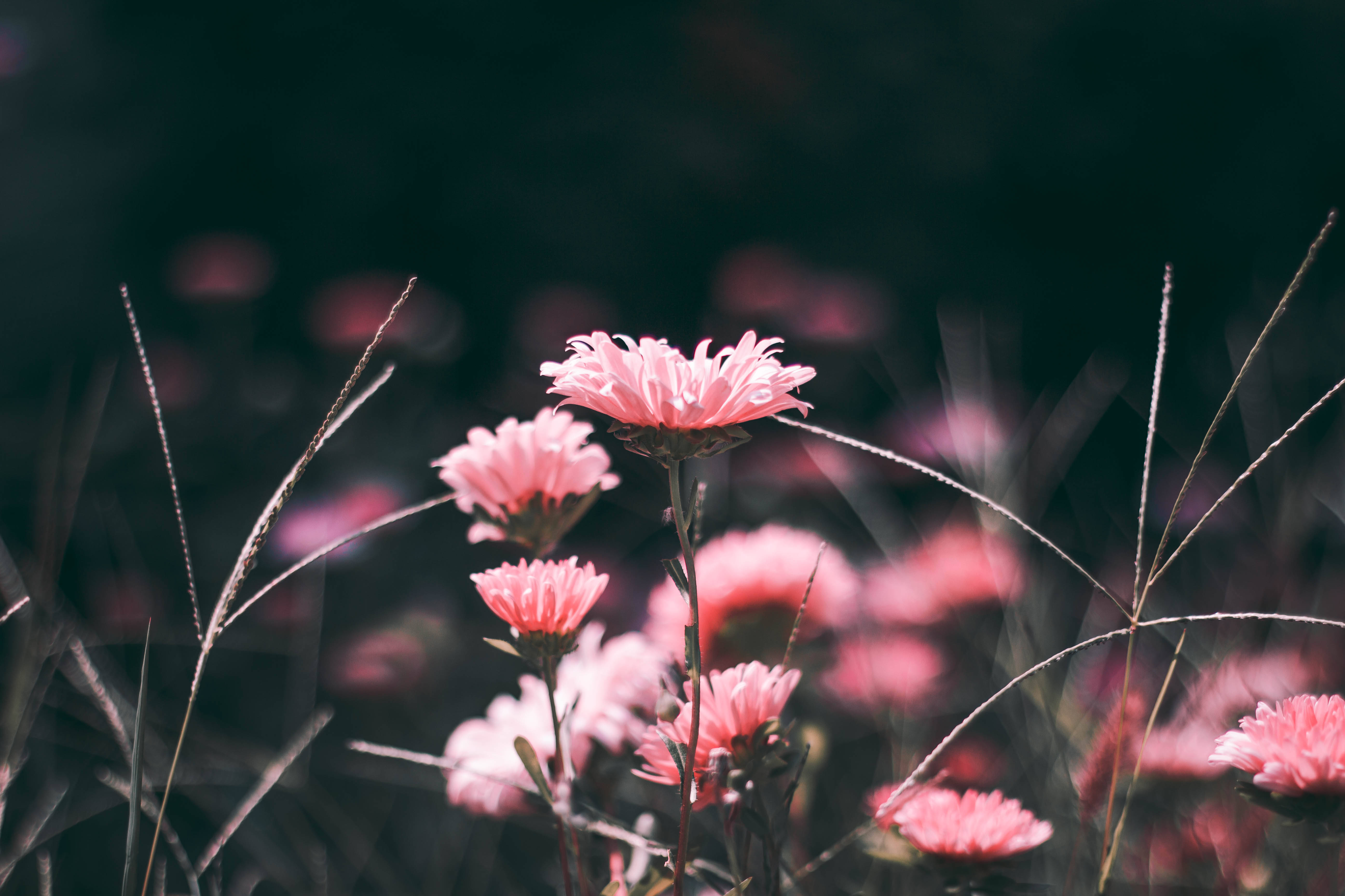 pink aesthetic flower, soft pink daisies, sunlit field, 5K Desktop Wallpaper