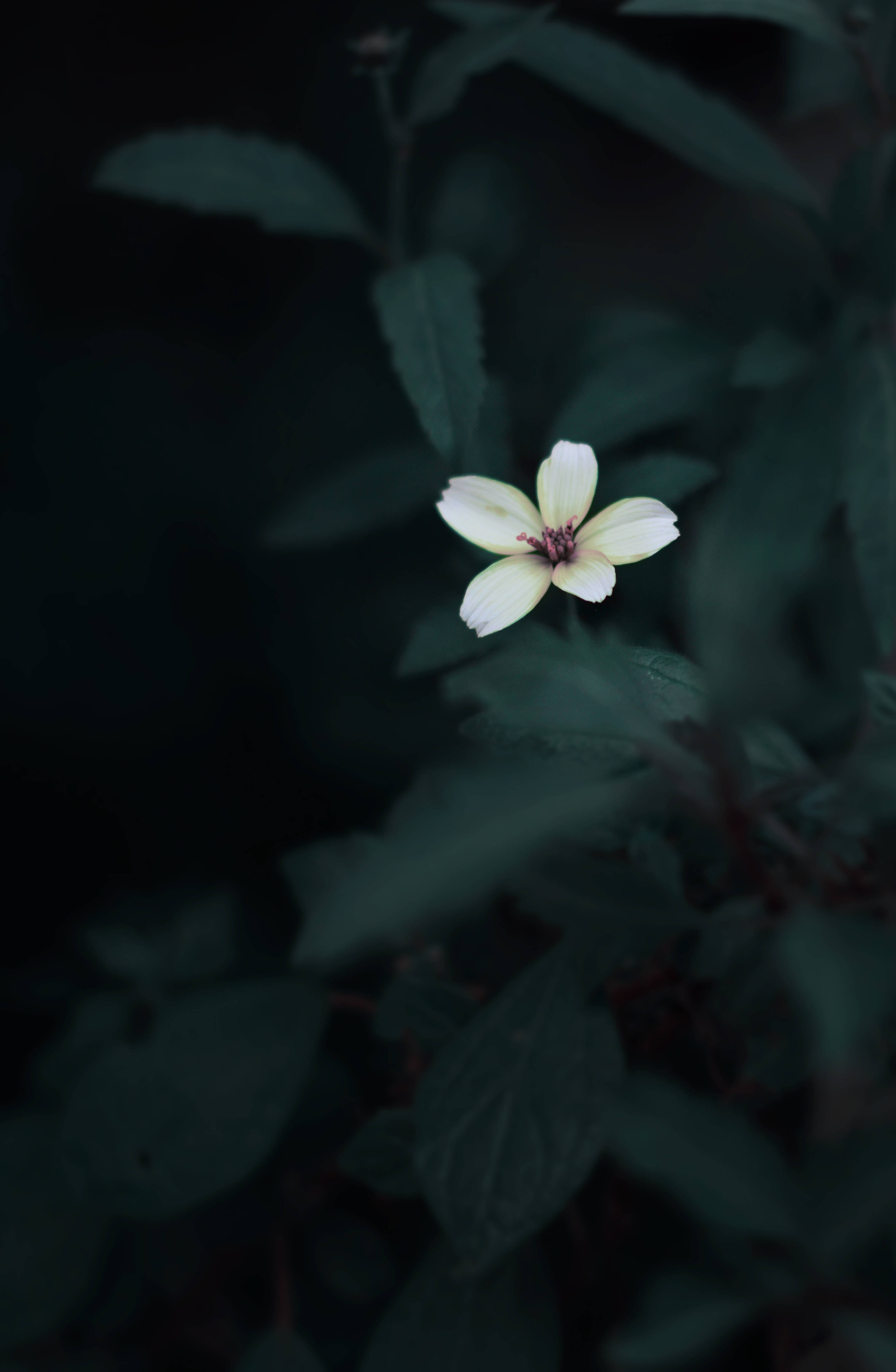 cute flower, dark green aesthetic, pale yellow flower, 4K Phone Wallpaper