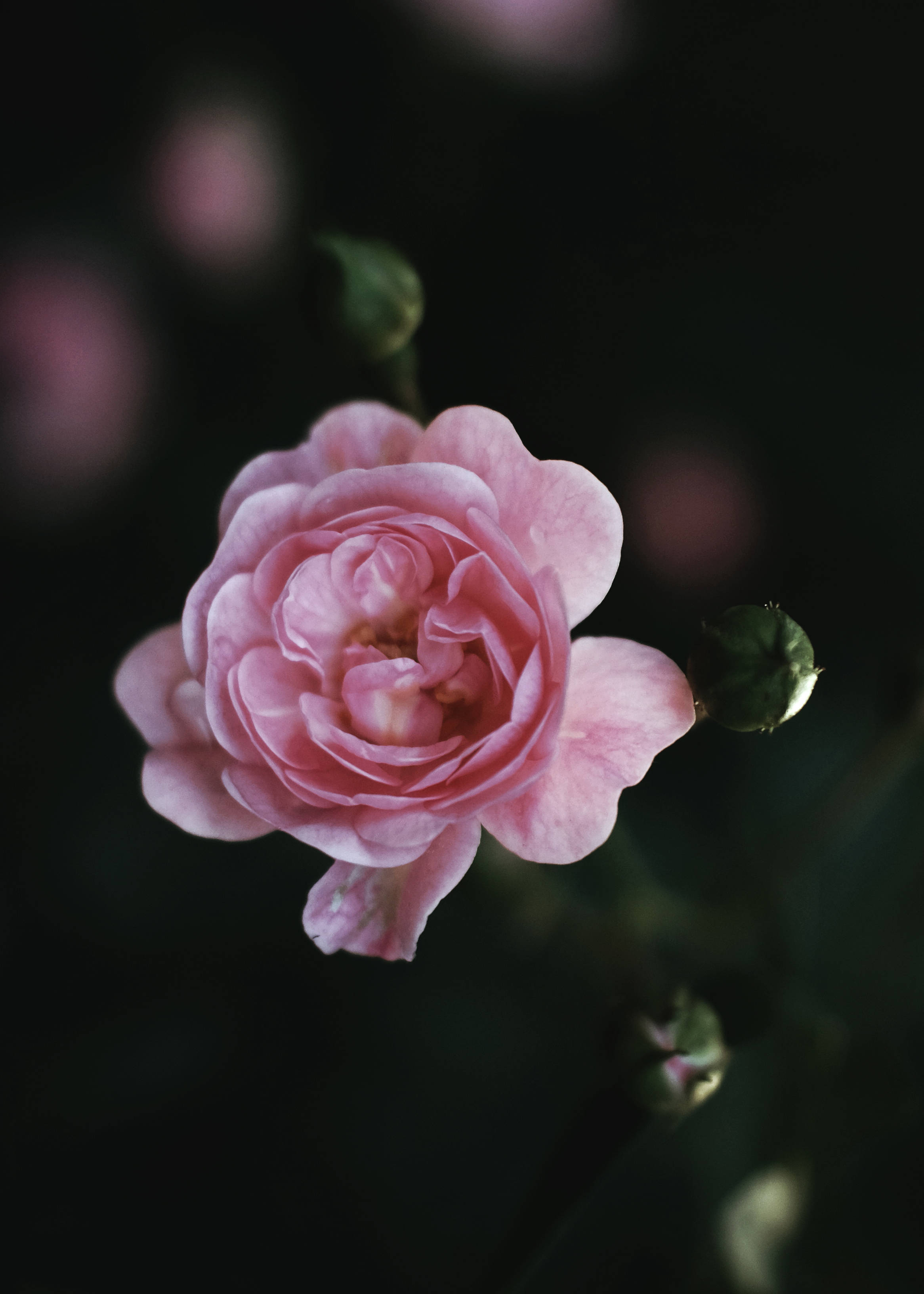 pink rose, dark blurred background, green buds, 2K Phone Wallpaper