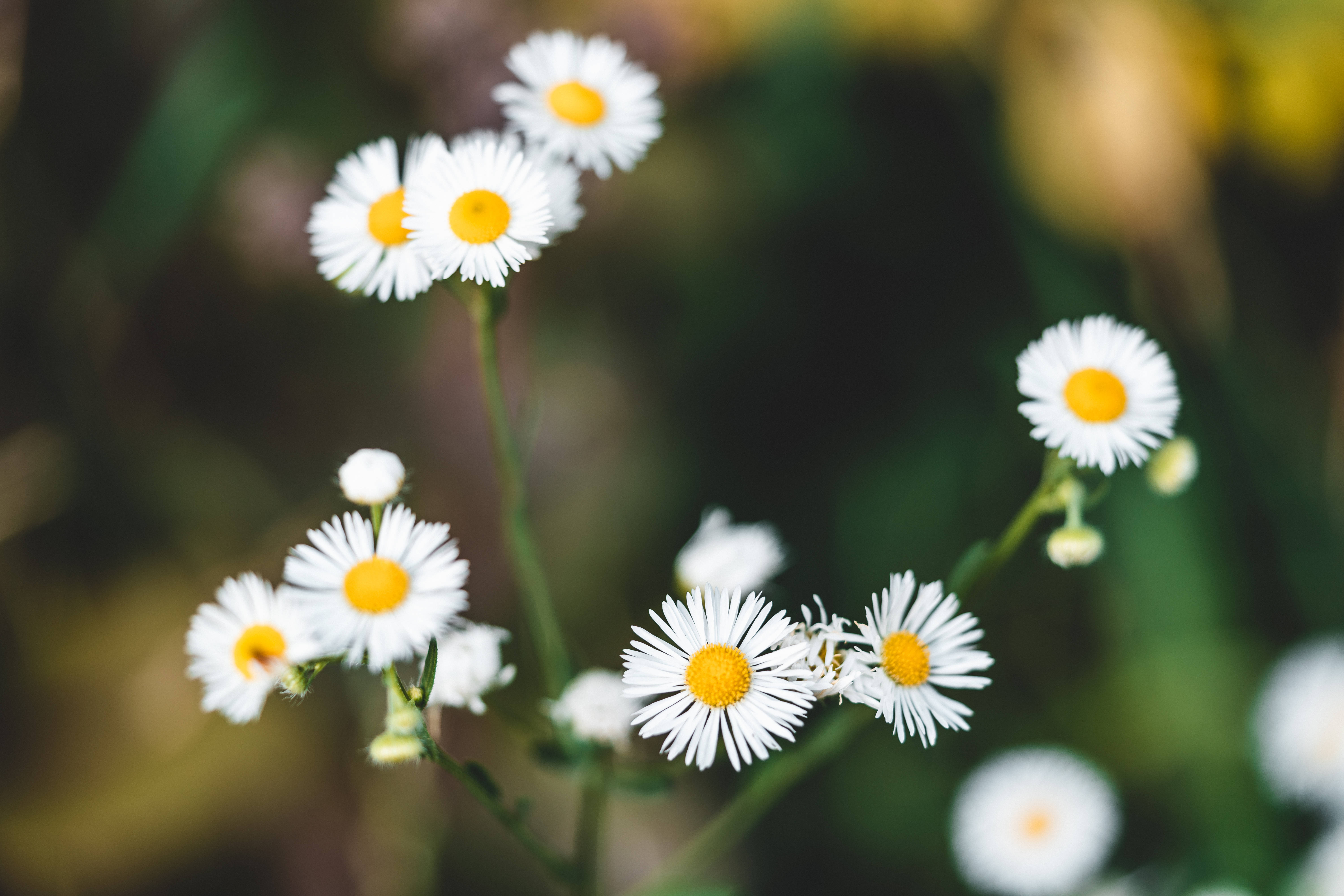 white daisy, bright yellow centers, blurred green and brown natural backdrop, 5K Desktop Wallpaper