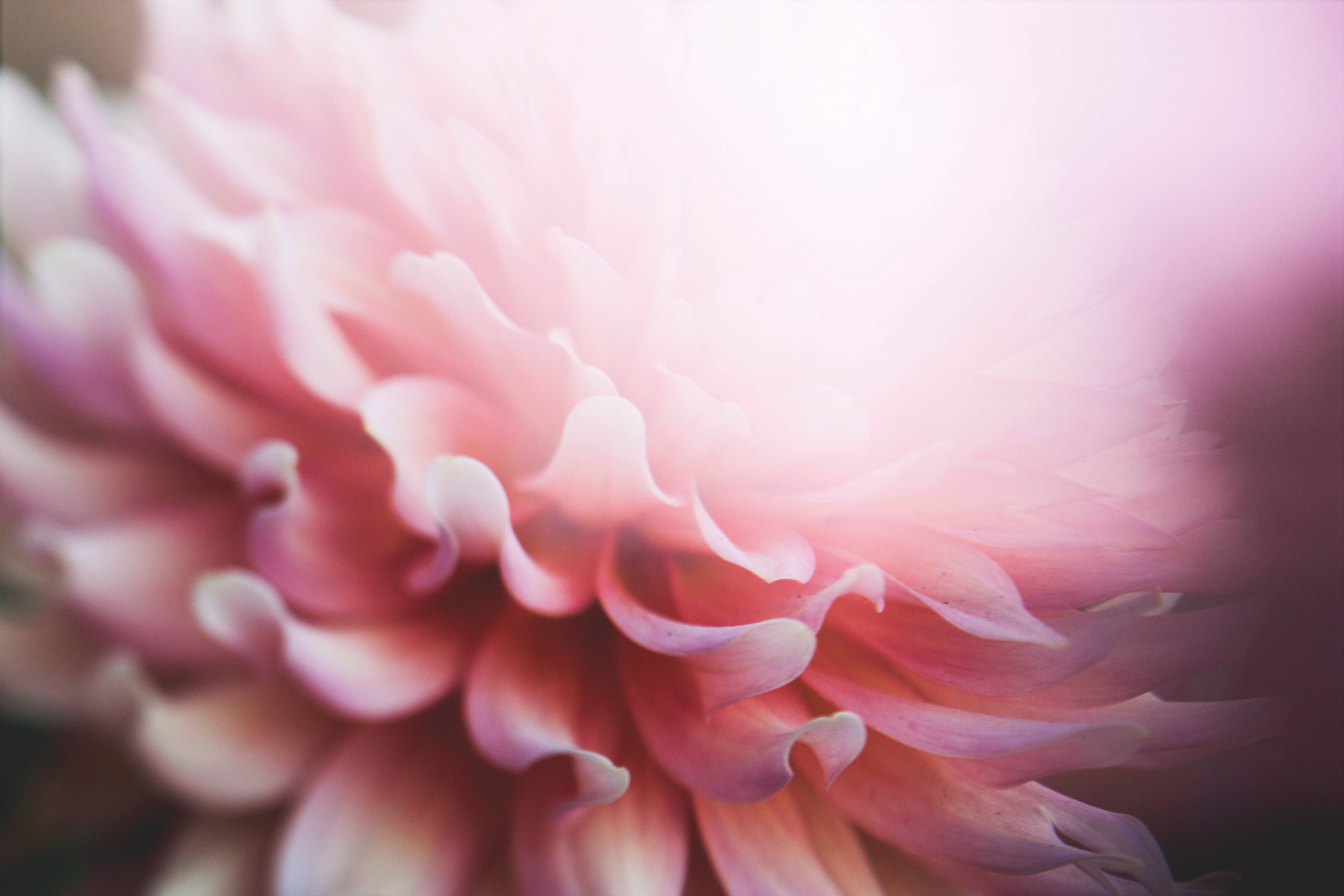 pink dahlia bloom, delicate ruffled petals, gentle backlighting, 4K Desktop Wallpaper