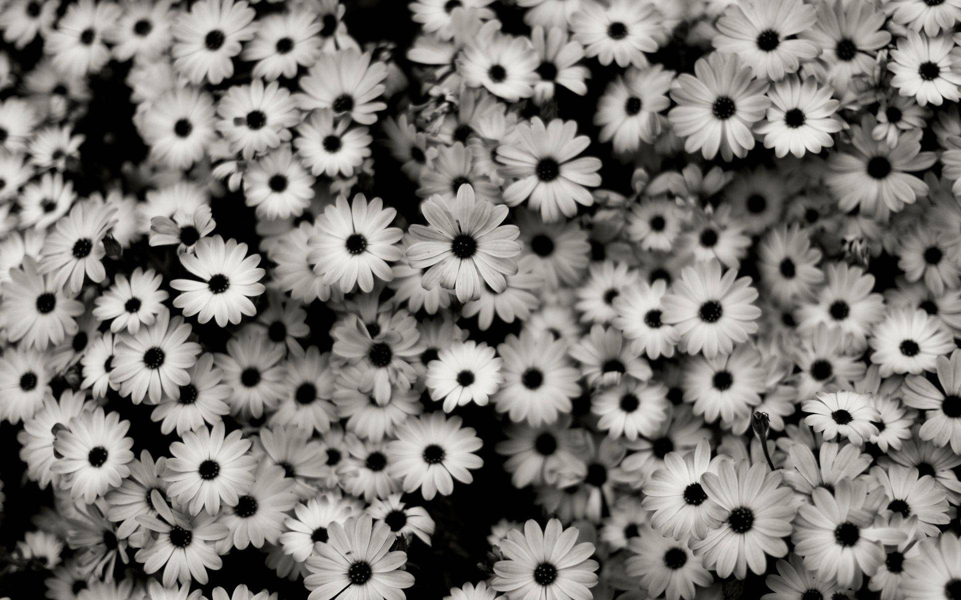 daisies, monochrome field, stark white petals, Full HD Desktop Wallpaper