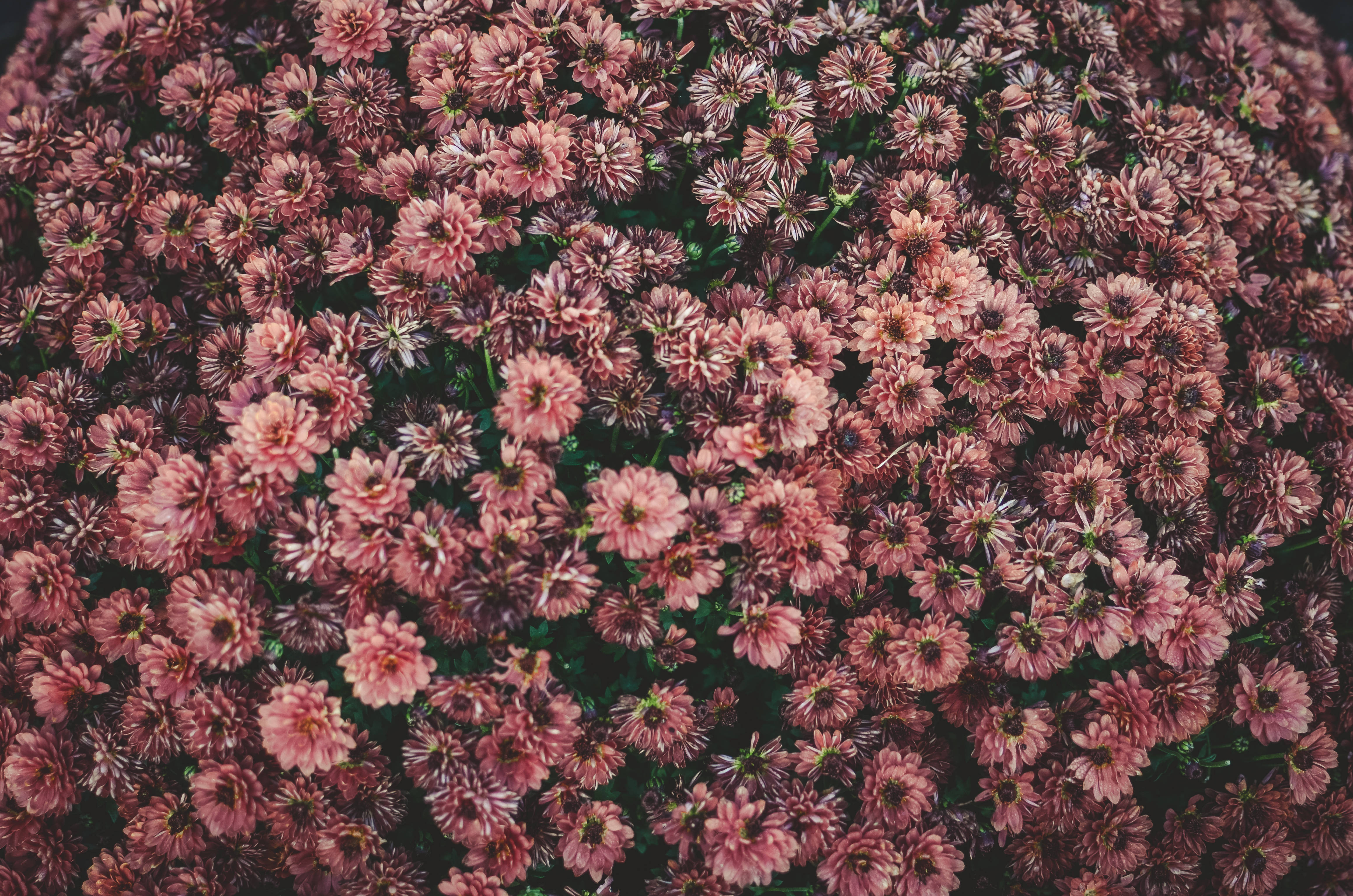 pink daisies, dark centers, textured floral carpet, 4K Desktop Wallpaper