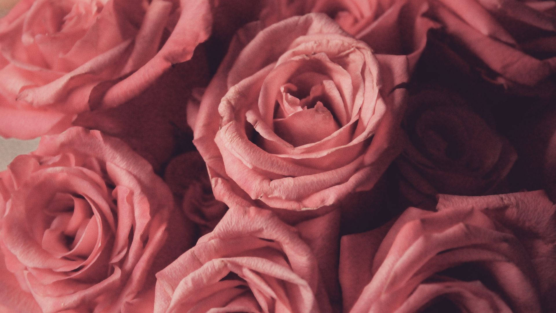 baby pink roses, soft pink roses, delicate petals, Full HD Desktop Wallpaper