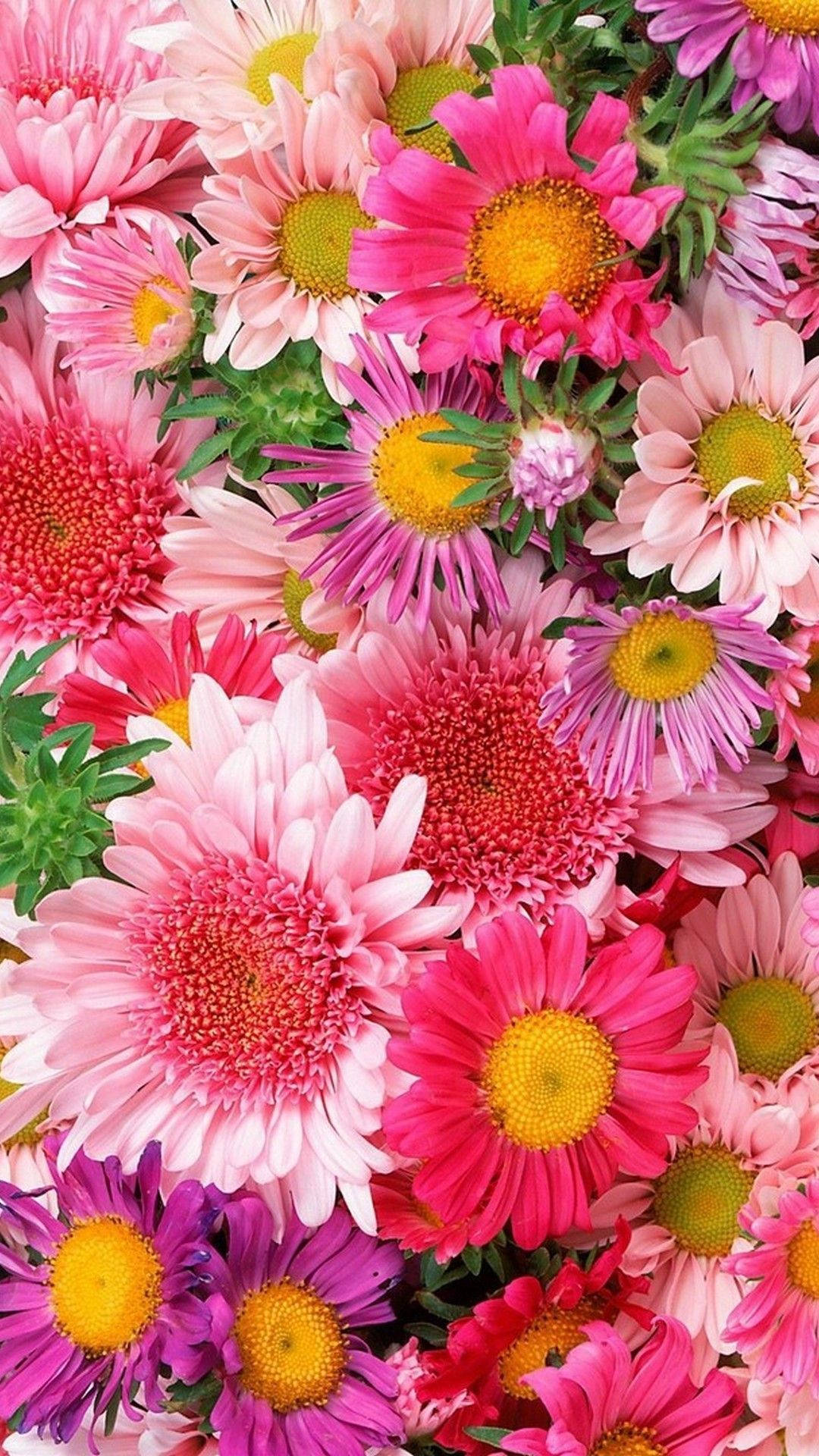 pink, purple, yellow daisies, Full HD Phone Wallpaper