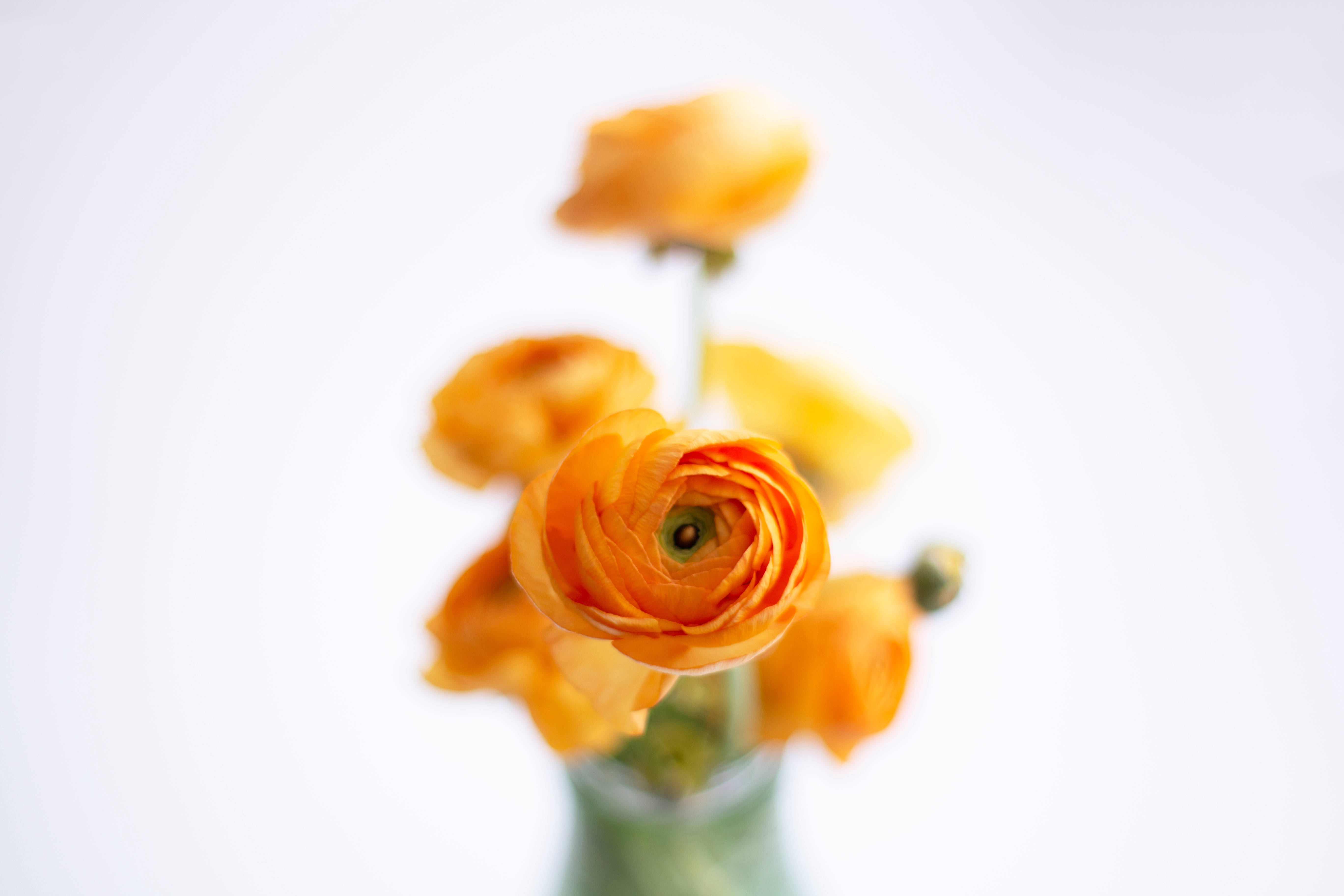 orange ranunculus, stark white background, glass vase, 5K Desktop Wallpaper