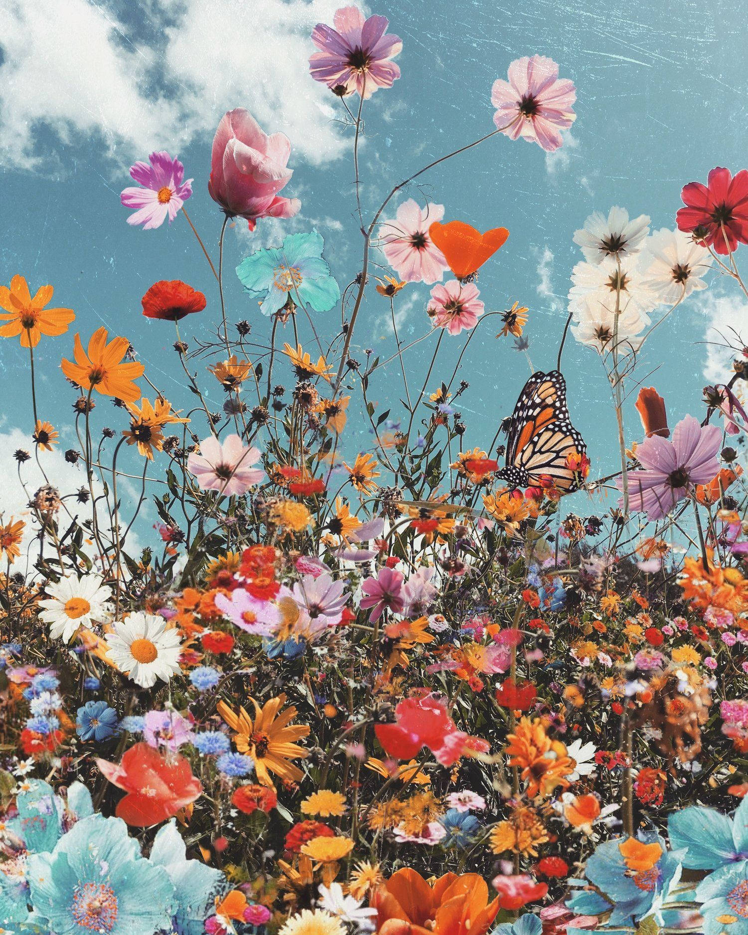 Rare Blooming Flowers, iPhone, monarch butterfly, HD Phone Wallpaper