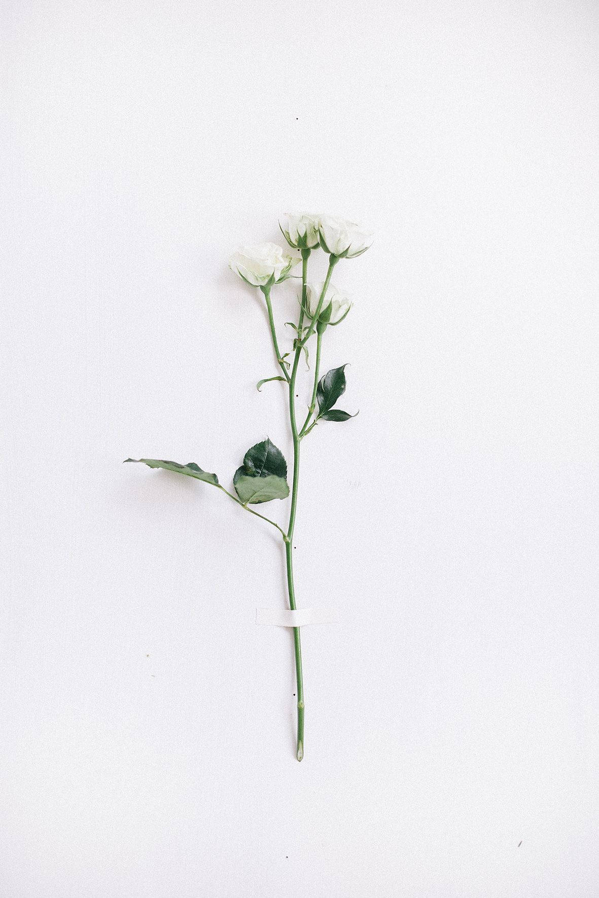 white roses, green leaves, buds, HD Phone Wallpaper