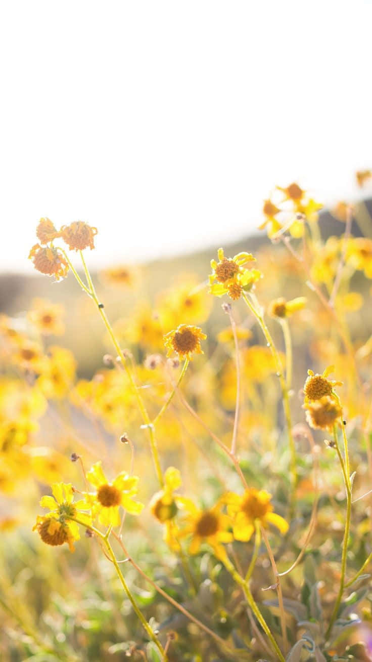 Brittlebush, floral aesthetic iphone, golden wildflowers, HD Phone Wallpaper
