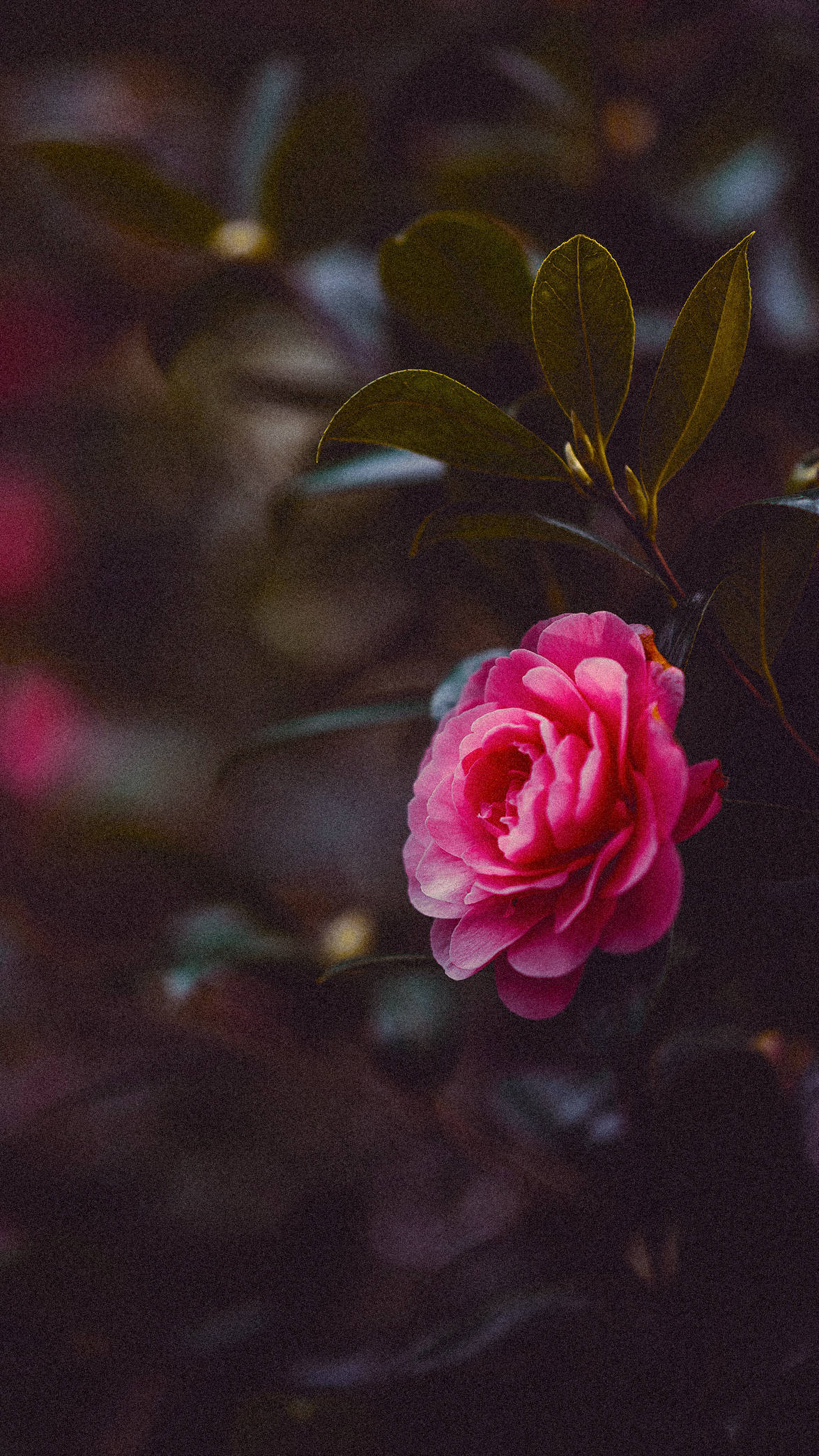 blooming aesthetic, floral glory, pink camellia, Full HD Phone Wallpaper