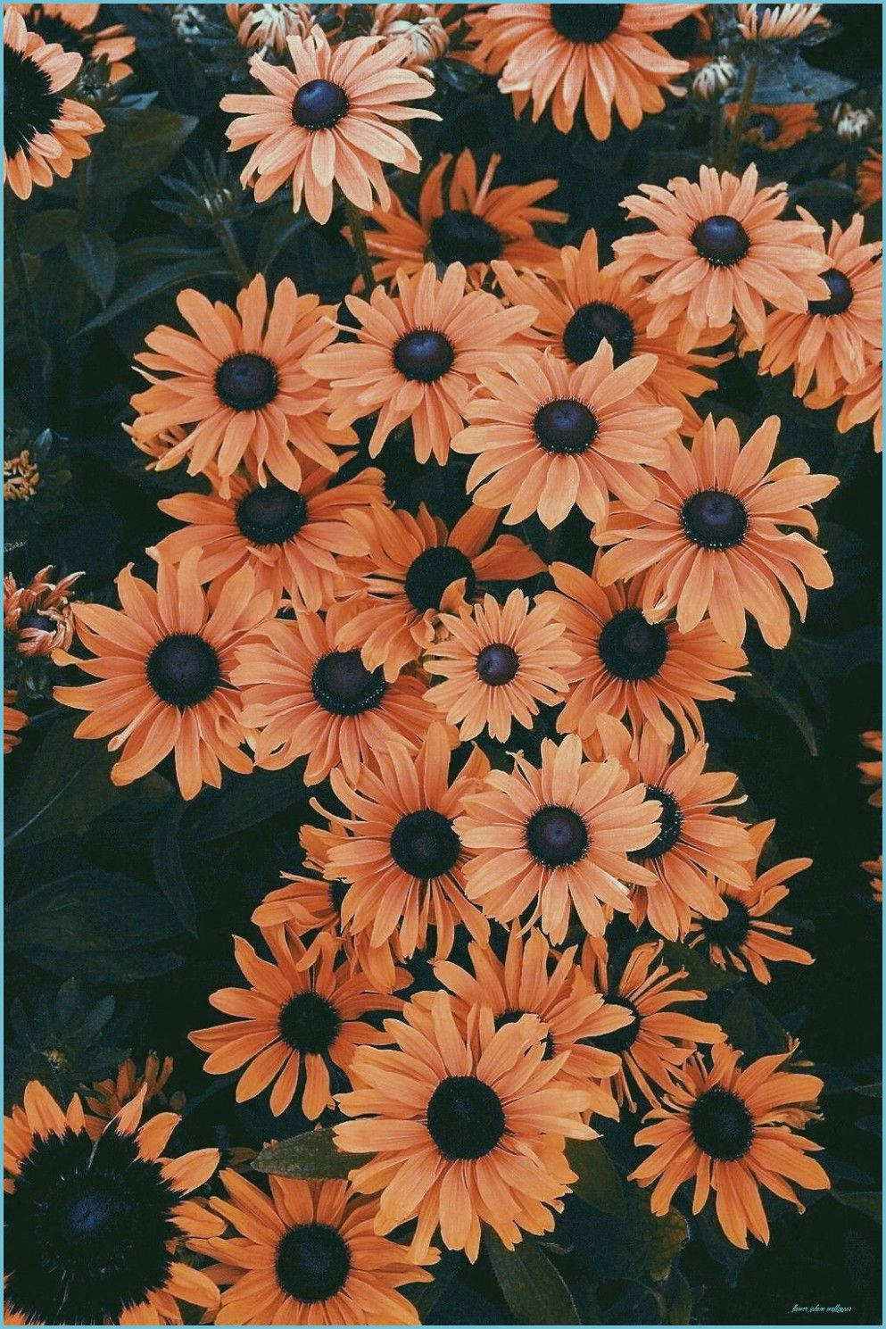 black-eyed susans, deep green foliage, lush garden scene, HD Phone Wallpaper
