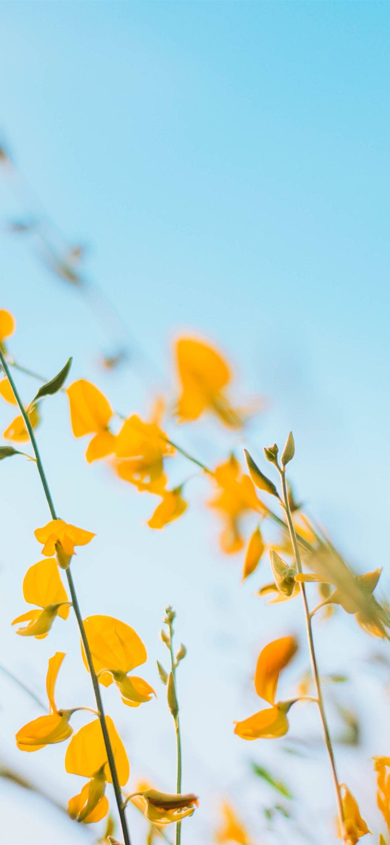vibrant yellow wildflowers, clear blue sky, sunlit field, 2K Phone Wallpaper