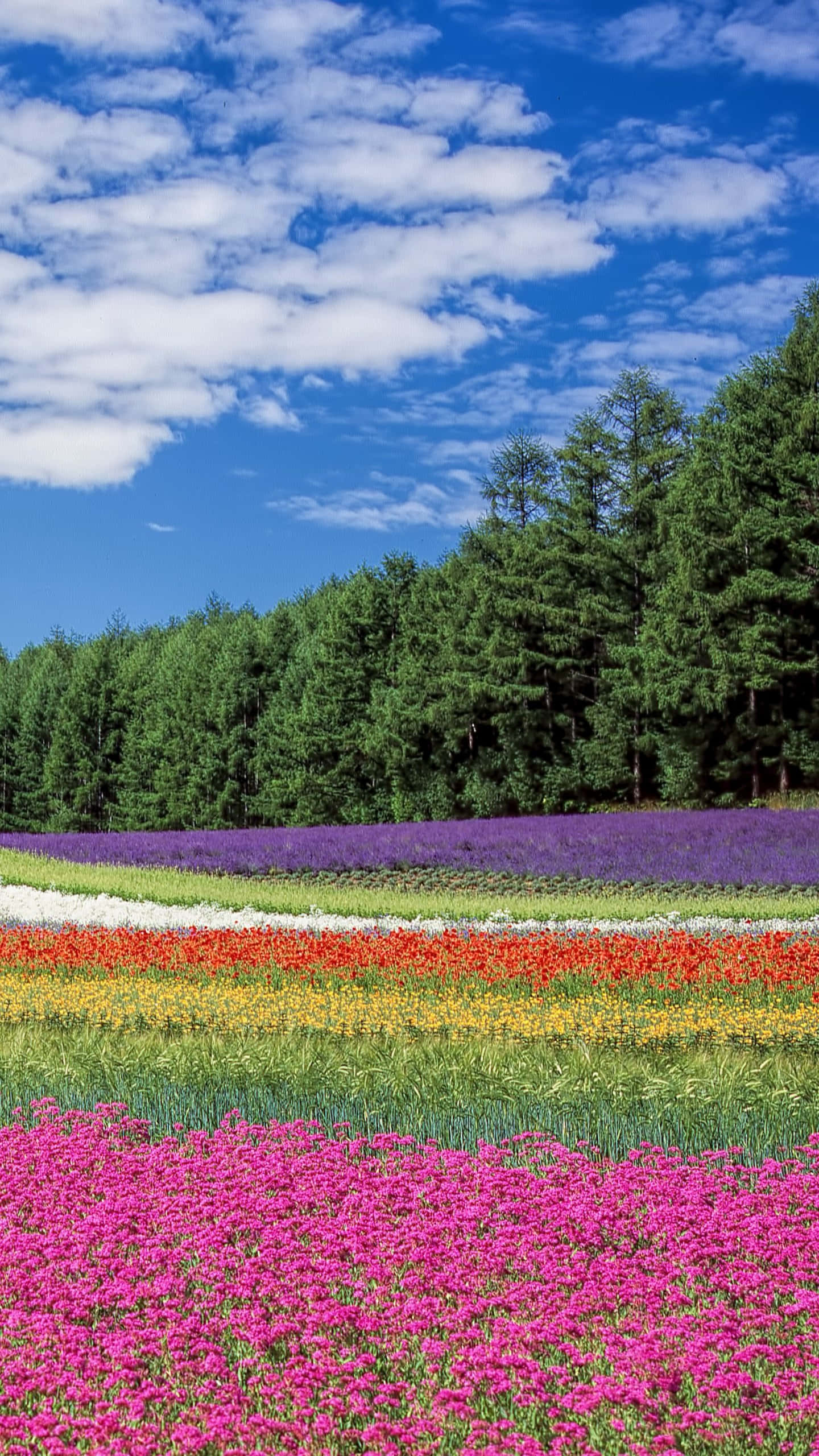iPhone, rainbow flower fields, bright blue sky, 2K Phone Wallpaper