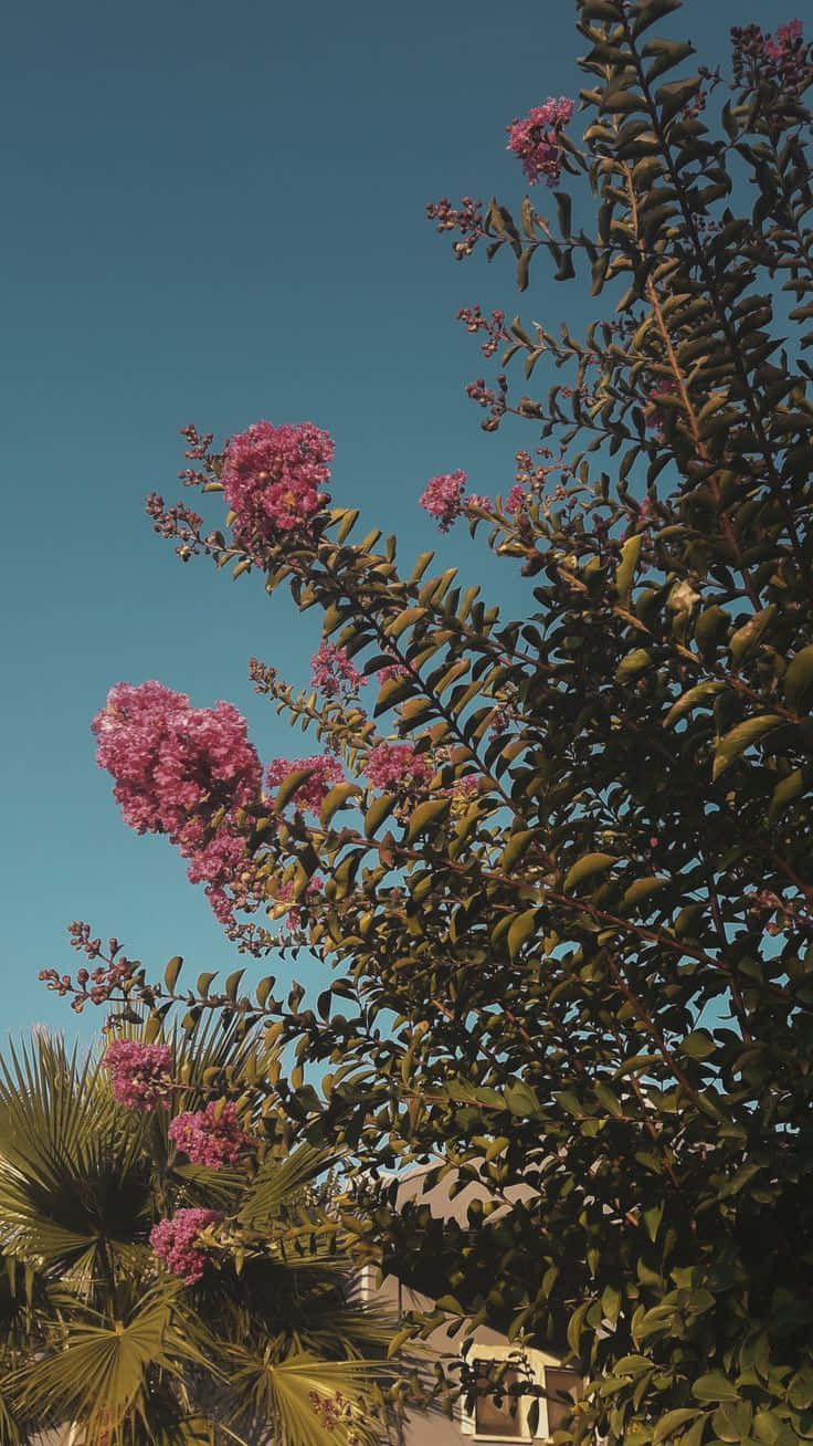 Crepe Myrtle Tree, floral aesthetic, iPhone, HD Phone Wallpaper