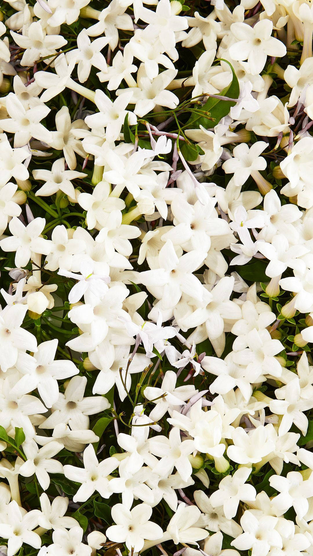 pristine white star-shaped flowers, green stems and leaves, soft natural pattern, Full HD Phone Wallpaper