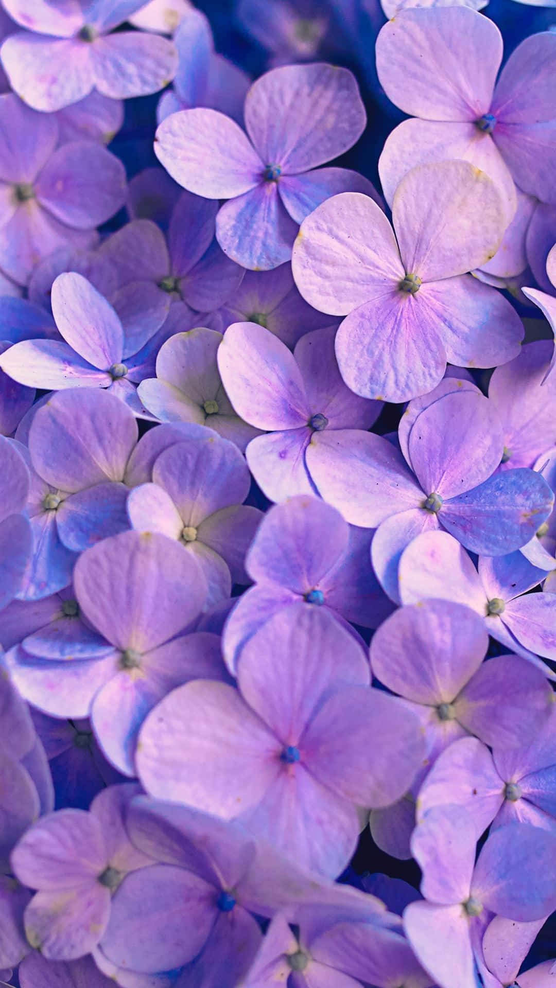 iPhone, lavender, hydrangea blossoms, Full HD Phone Wallpaper