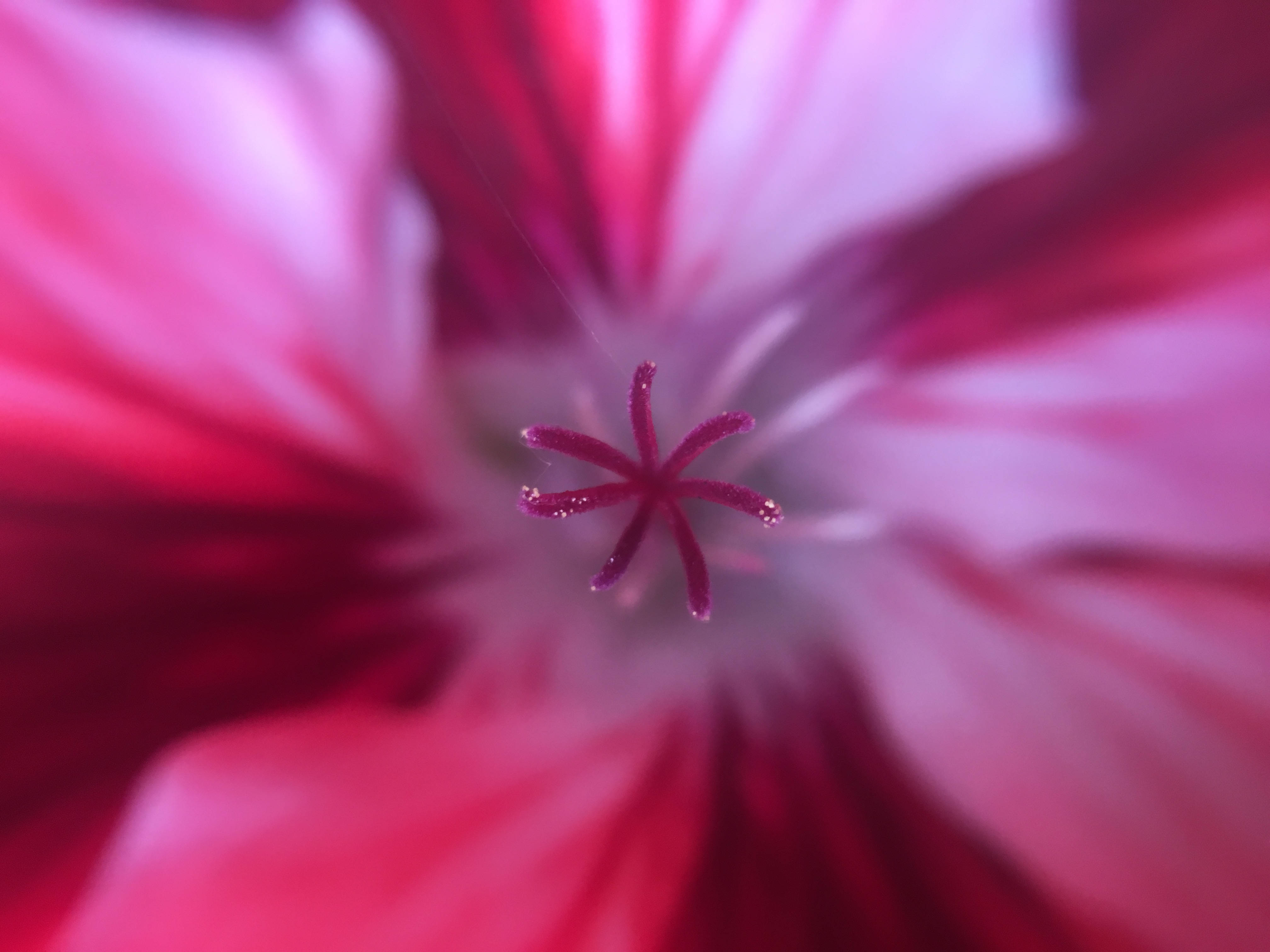 iPhone, vibrant pink flower, star-shaped stamen, 4K Desktop Wallpaper