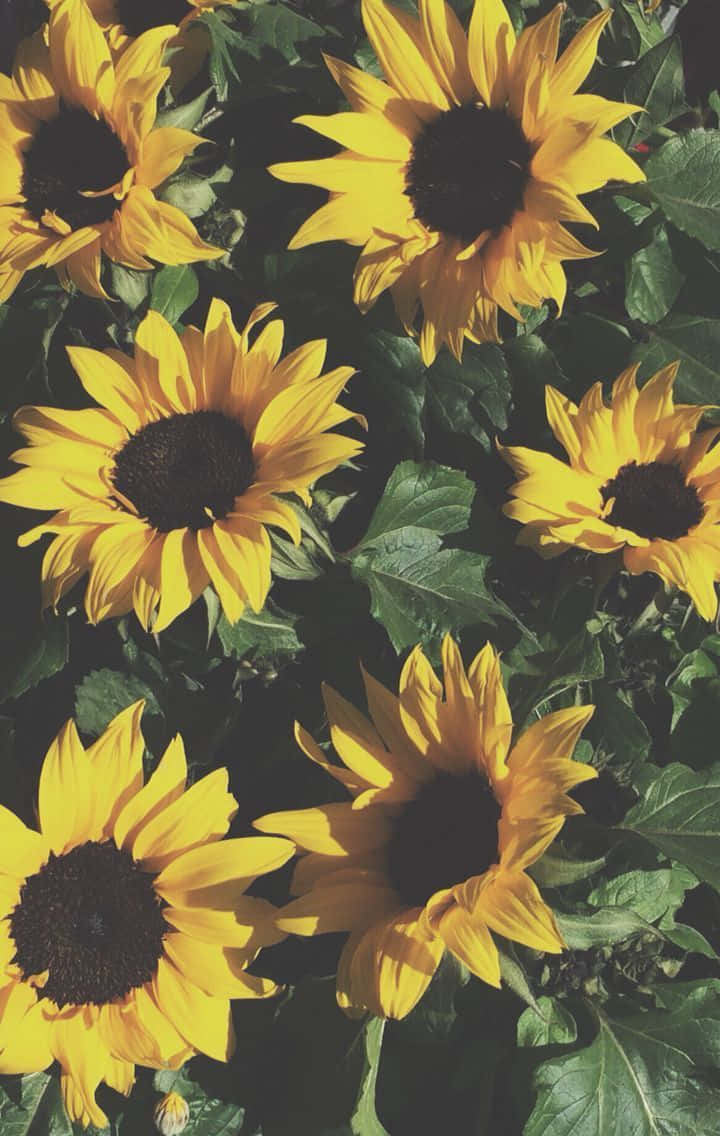 Sunflowers, dark centers, lush green leaves, SD Phone Wallpaper