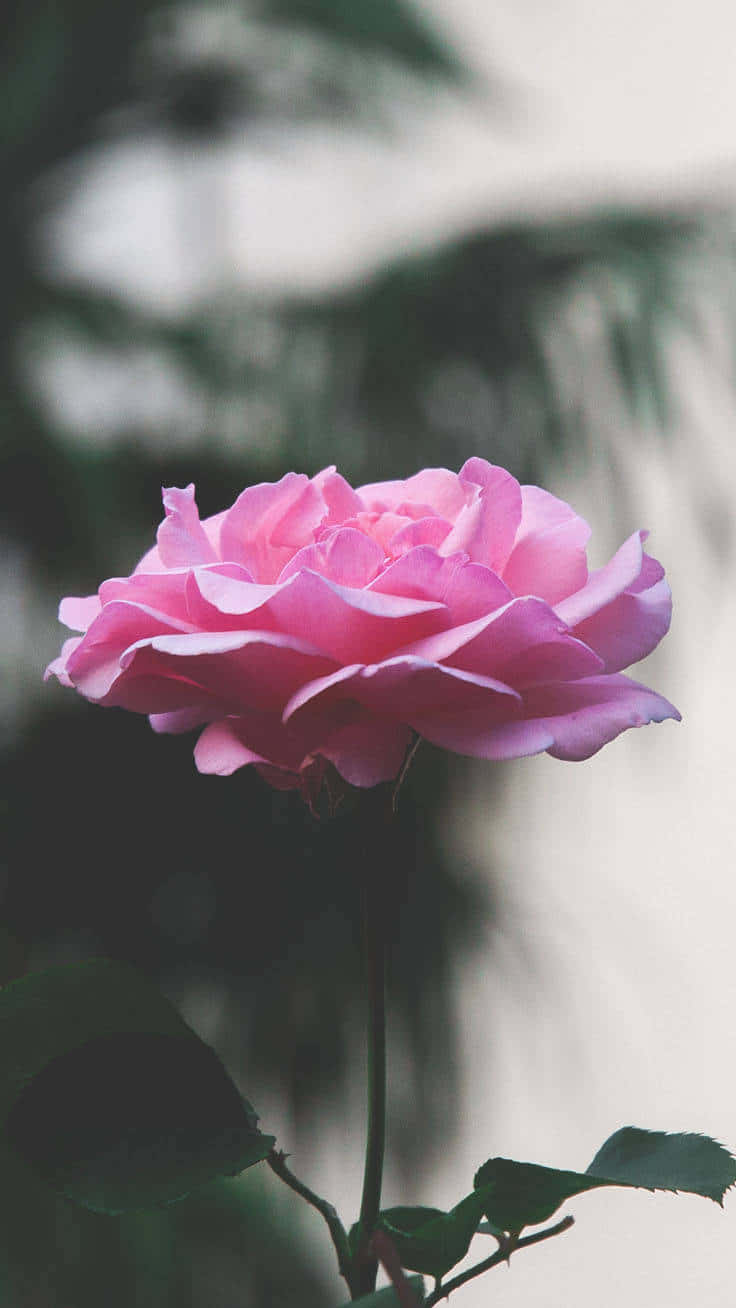 Light Pink Floral iPhone, soft pink rose, blurred green and white background, HD Phone Wallpaper