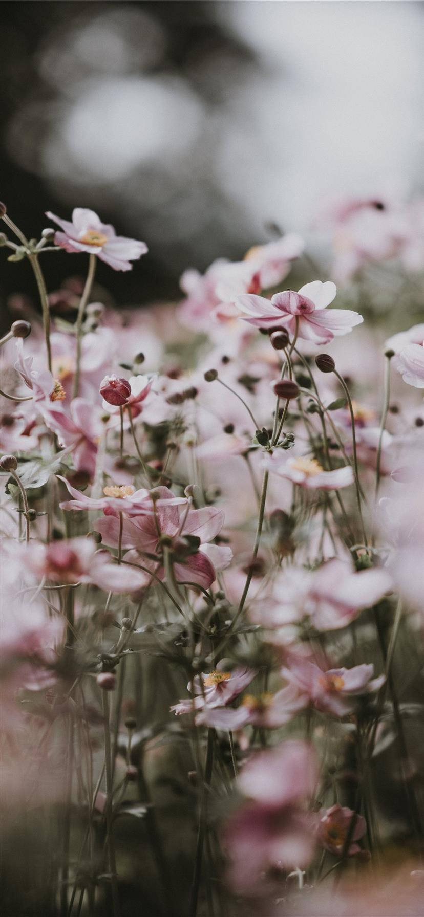 iPhone X, pink flowers, cosmos flowers, HD Phone Wallpaper