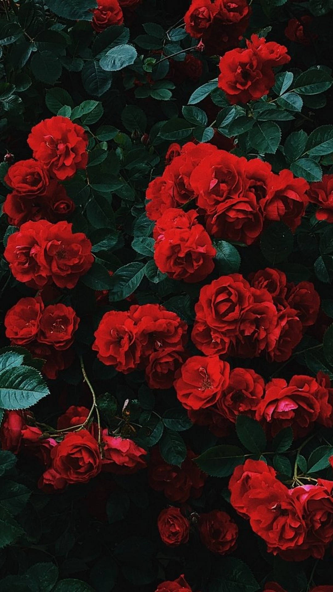 iPhone Red, aesthetic flowers, vibrant red roses, Full HD Phone Wallpaper