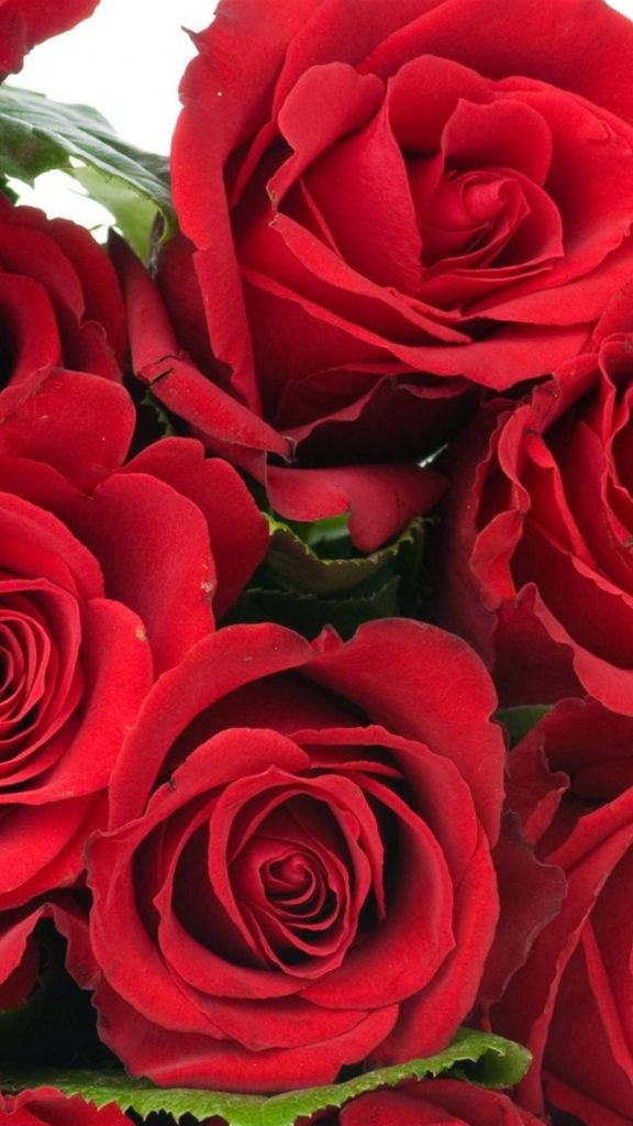 rose flower, iPhone, vibrant red roses, SD Phone Wallpaper