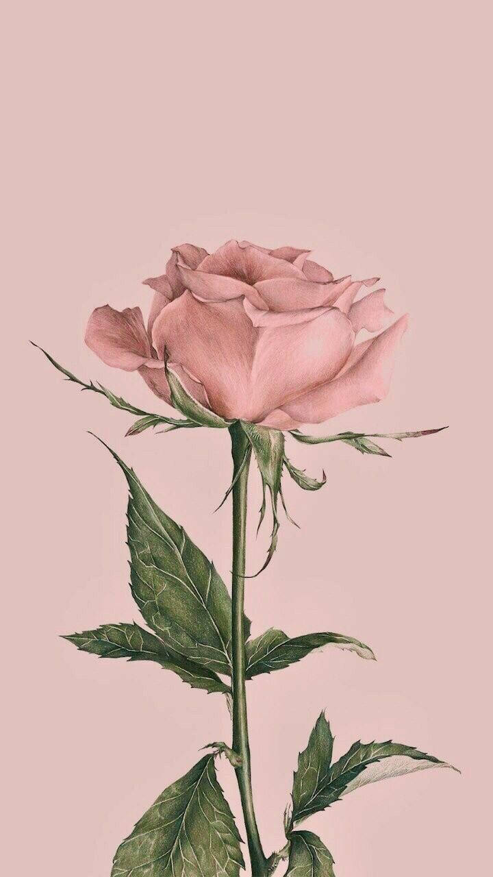 vintage iPhone, pink rose, green leaves, HD Phone Wallpaper