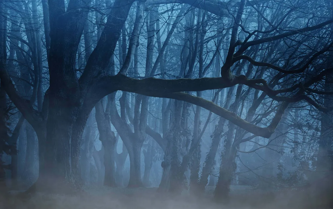 Aesthetic Forest Desktop