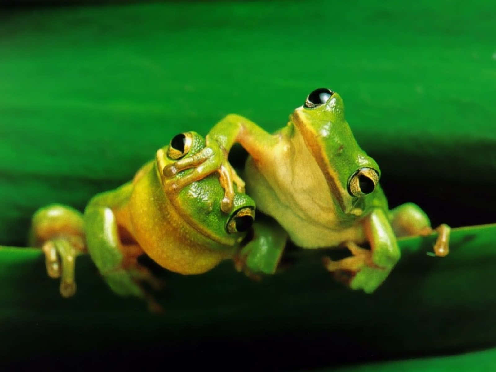 Aesthetic Frog, tree frogs, leaf, HD Desktop Wallpaper
