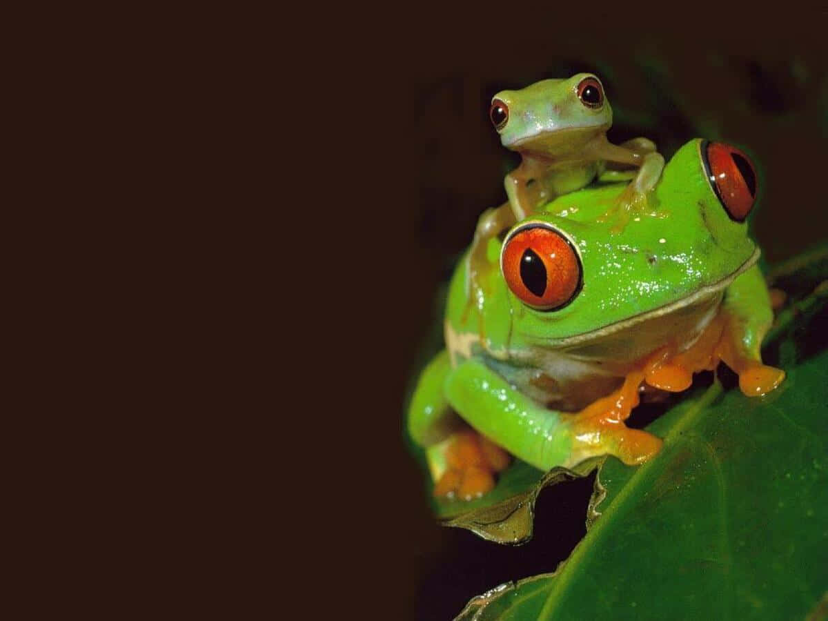vibrant green tree frog, striking red eyes, tiny tadpole, SD Desktop Wallpaper