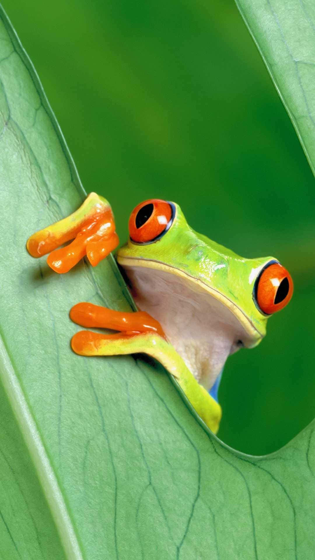 vibrant red-eyed tree frog, lush green leaf, vivid orange toes, Full HD Phone Wallpaper
