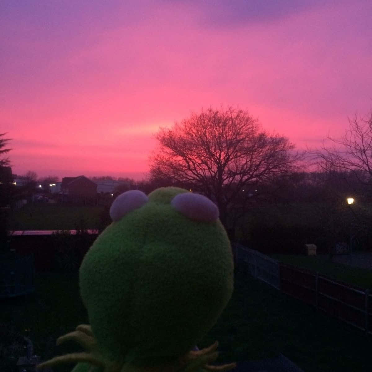aesthetic frog, green plush frog, vibrant pink and purple sunset, SD Desktop Wallpaper
