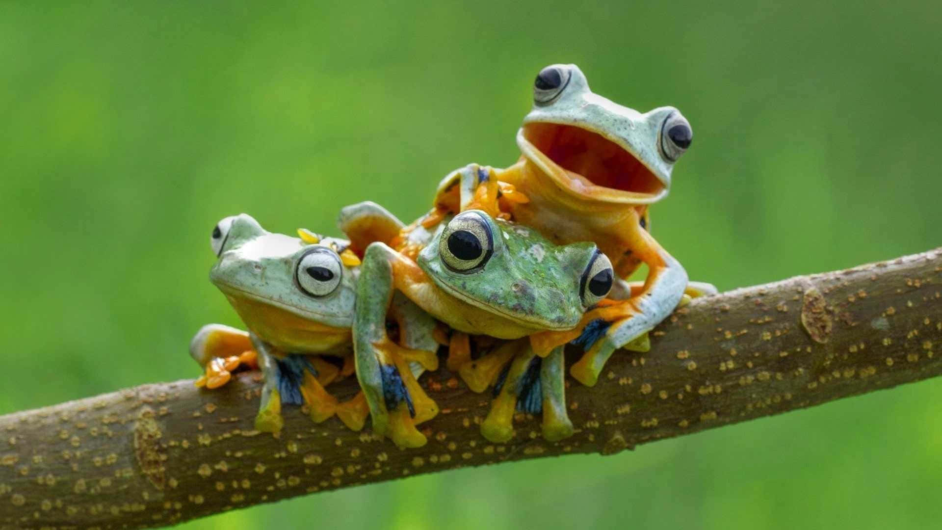 aesthetic frog, tree frogs, orange limbs, Full HD Desktop Wallpaper
