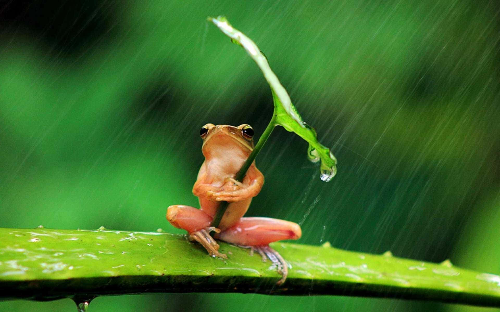 Aesthetic Frog, orange frog, rain-slicked leaf, Full HD Desktop Wallpaper