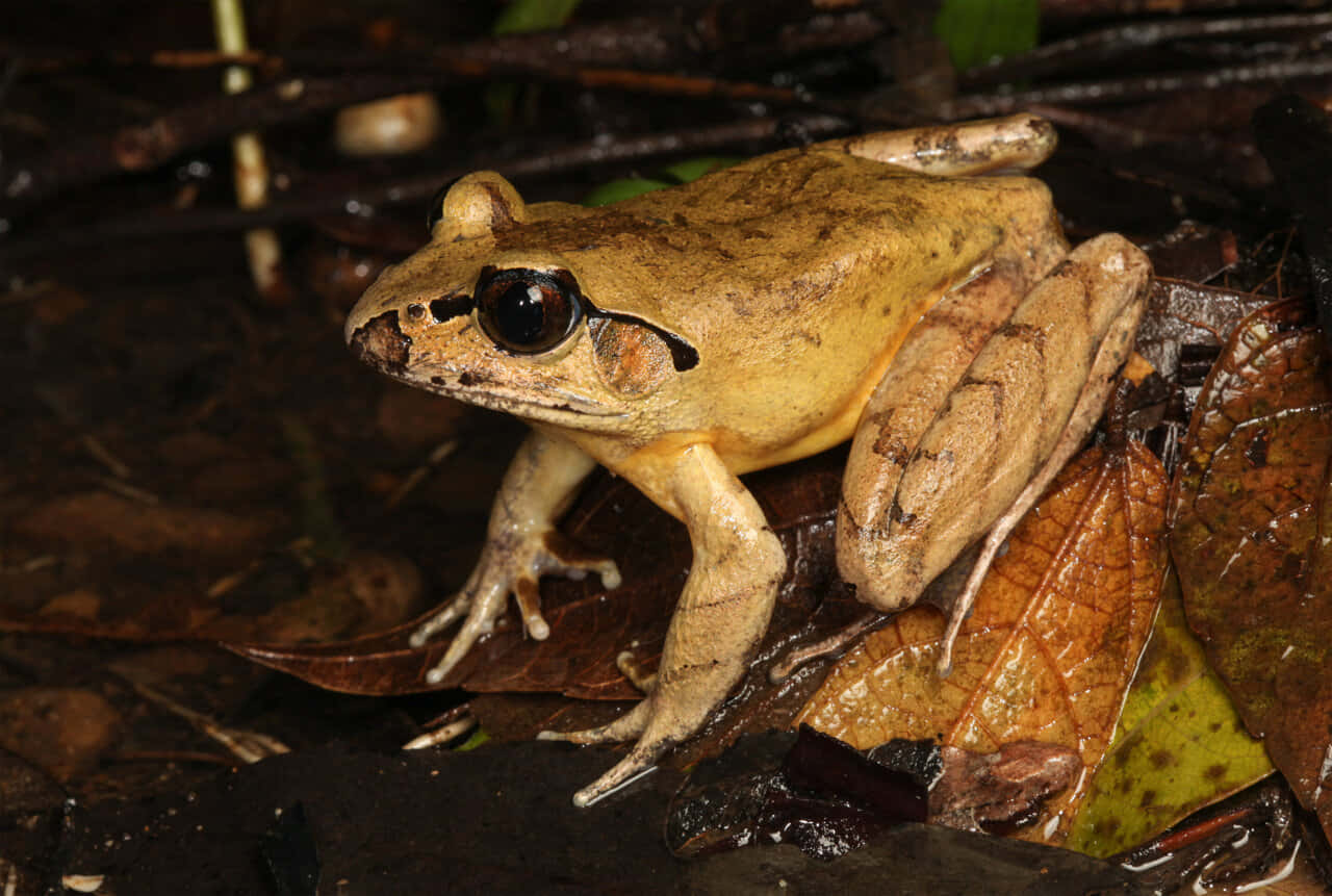 frogin, natural habitat, wet leaves, HD Desktop Wallpaper