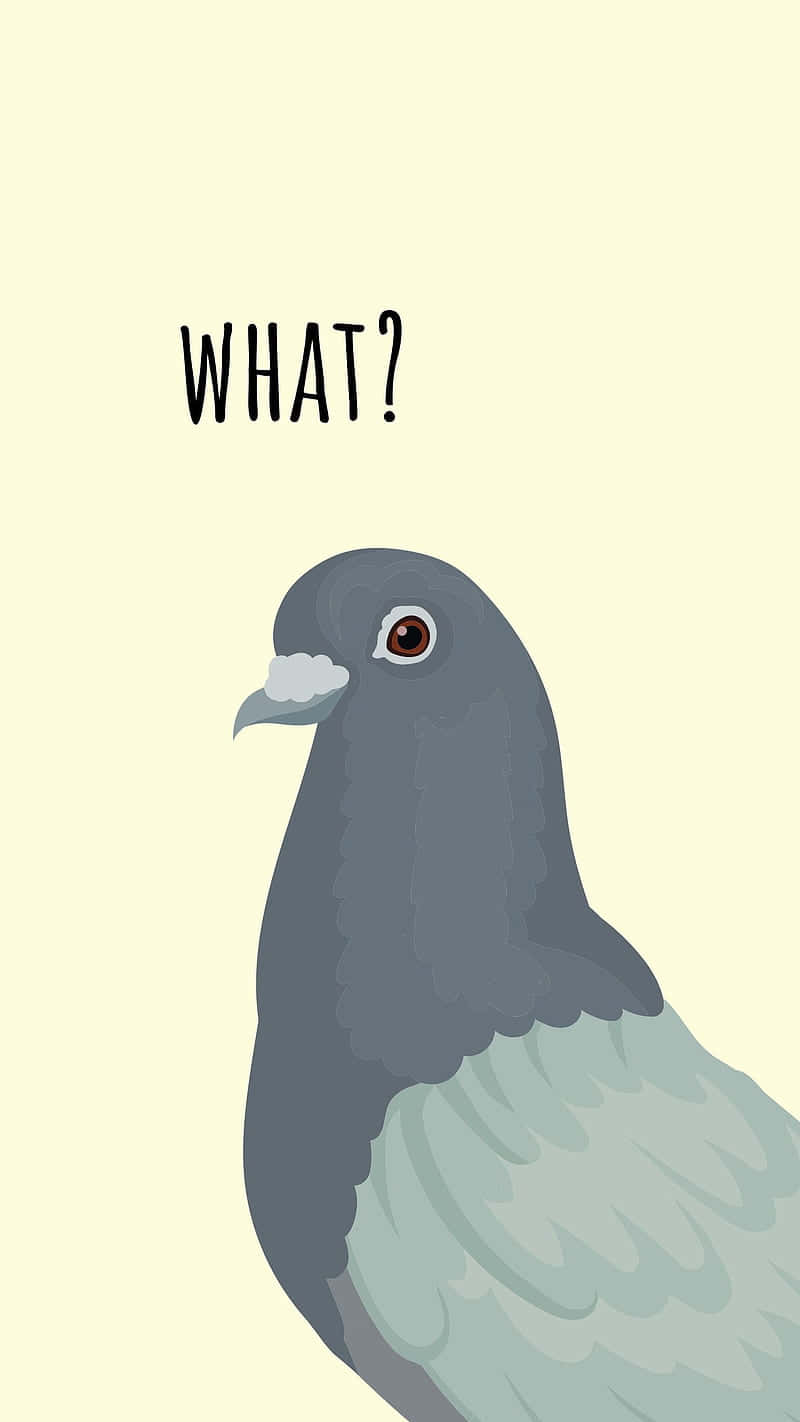 pigeon, WHAT?, surprised expression, HD Phone Wallpaper